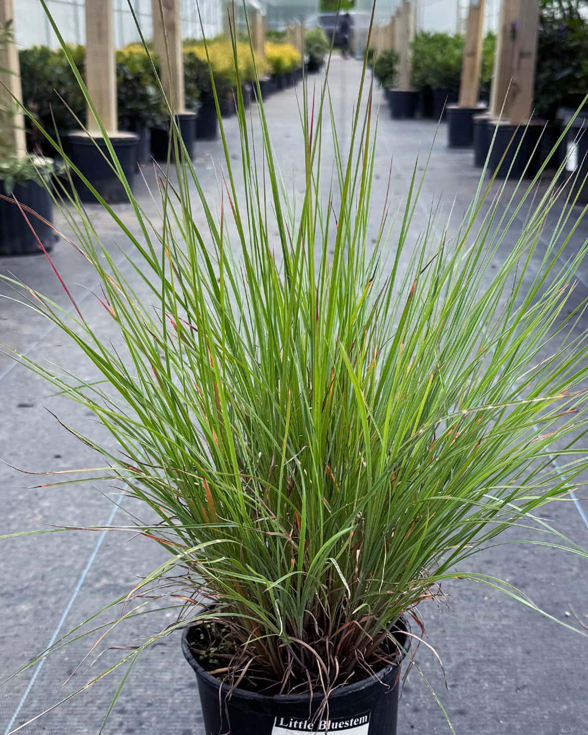 Little Bluestem - Image 2