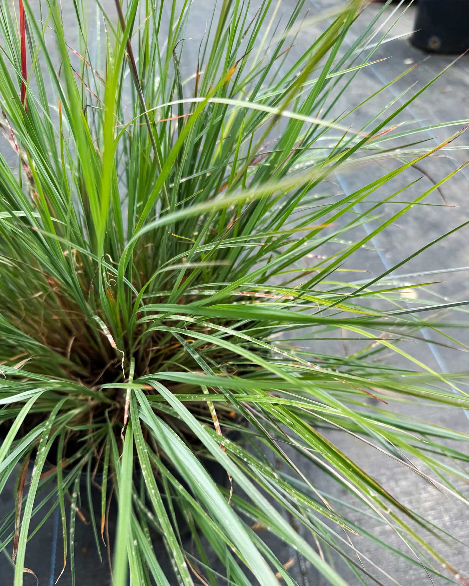 Little Bluestem - view 2