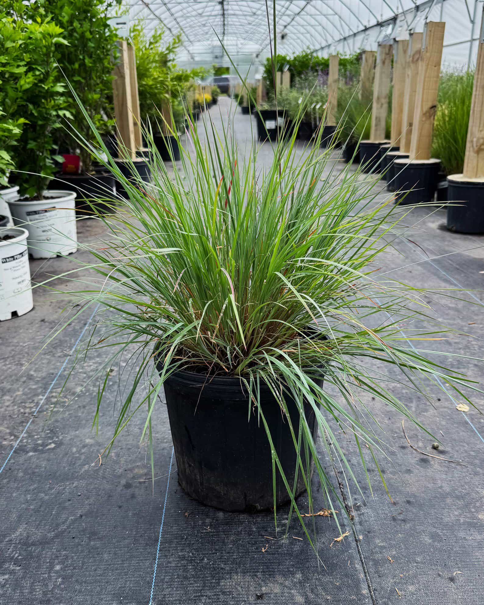 Little Bluestem - view 4