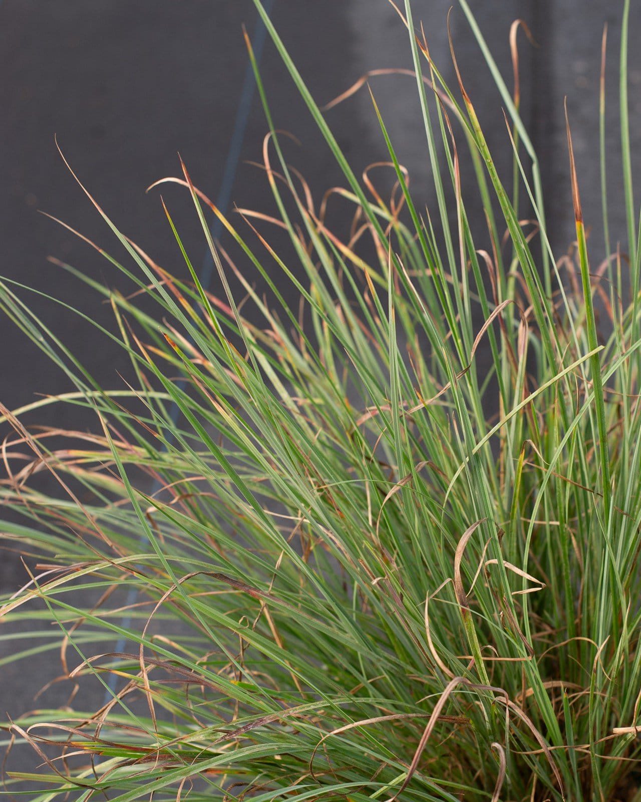 Little Bluestem Prairie Blues - view 4