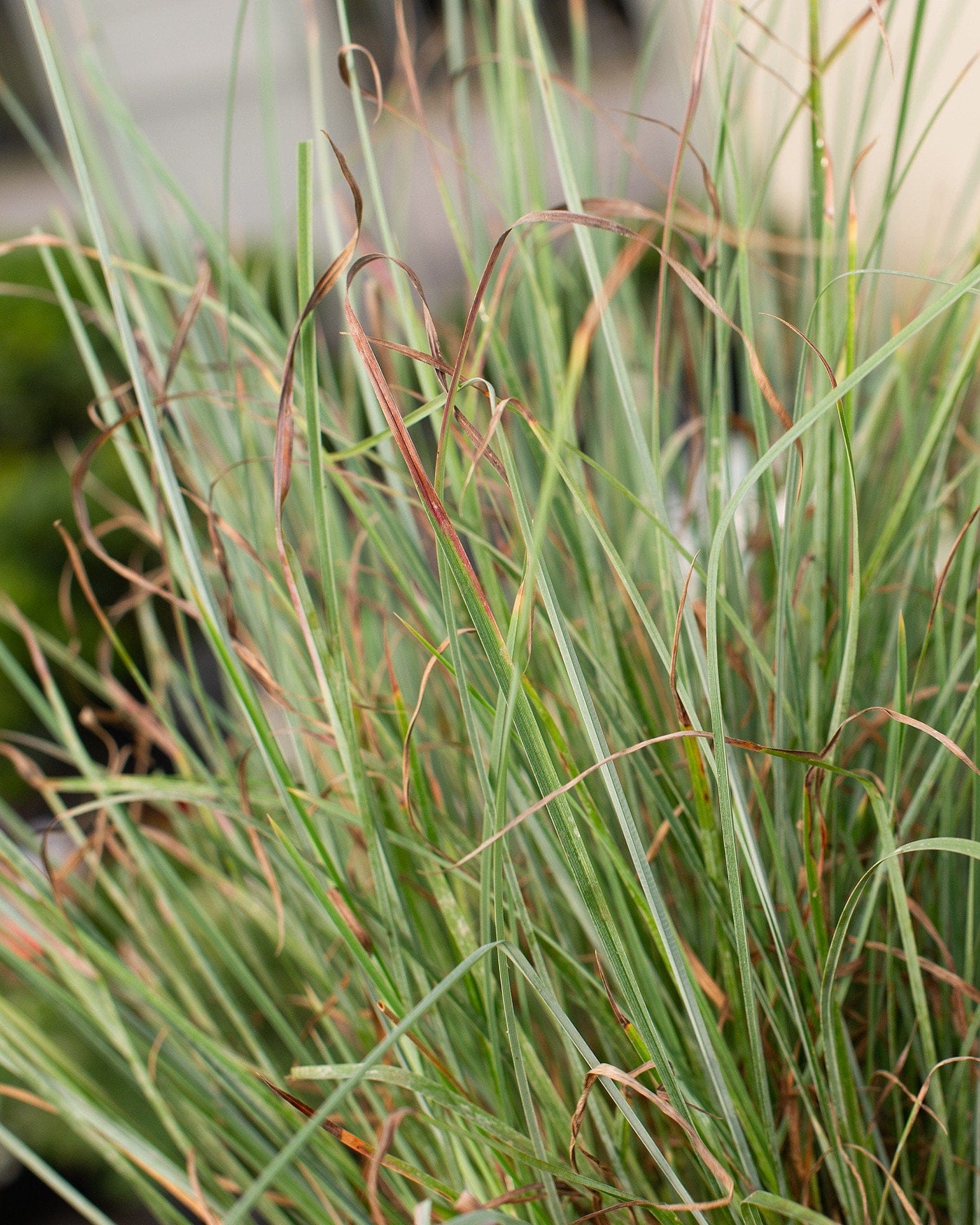 Little Bluestem Prairie Blues - view 2