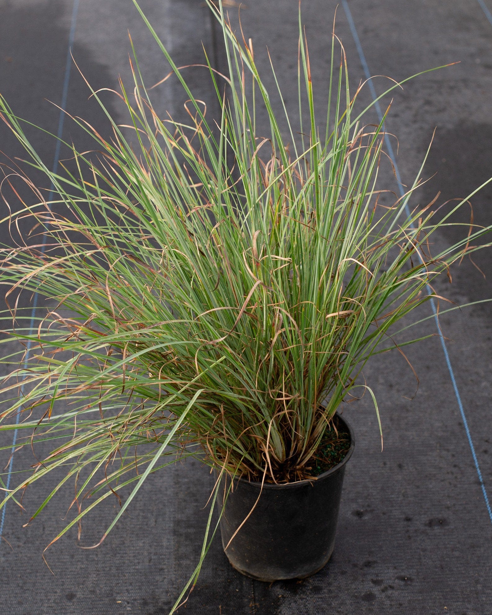 Little Bluestem Prairie Blues - view 3