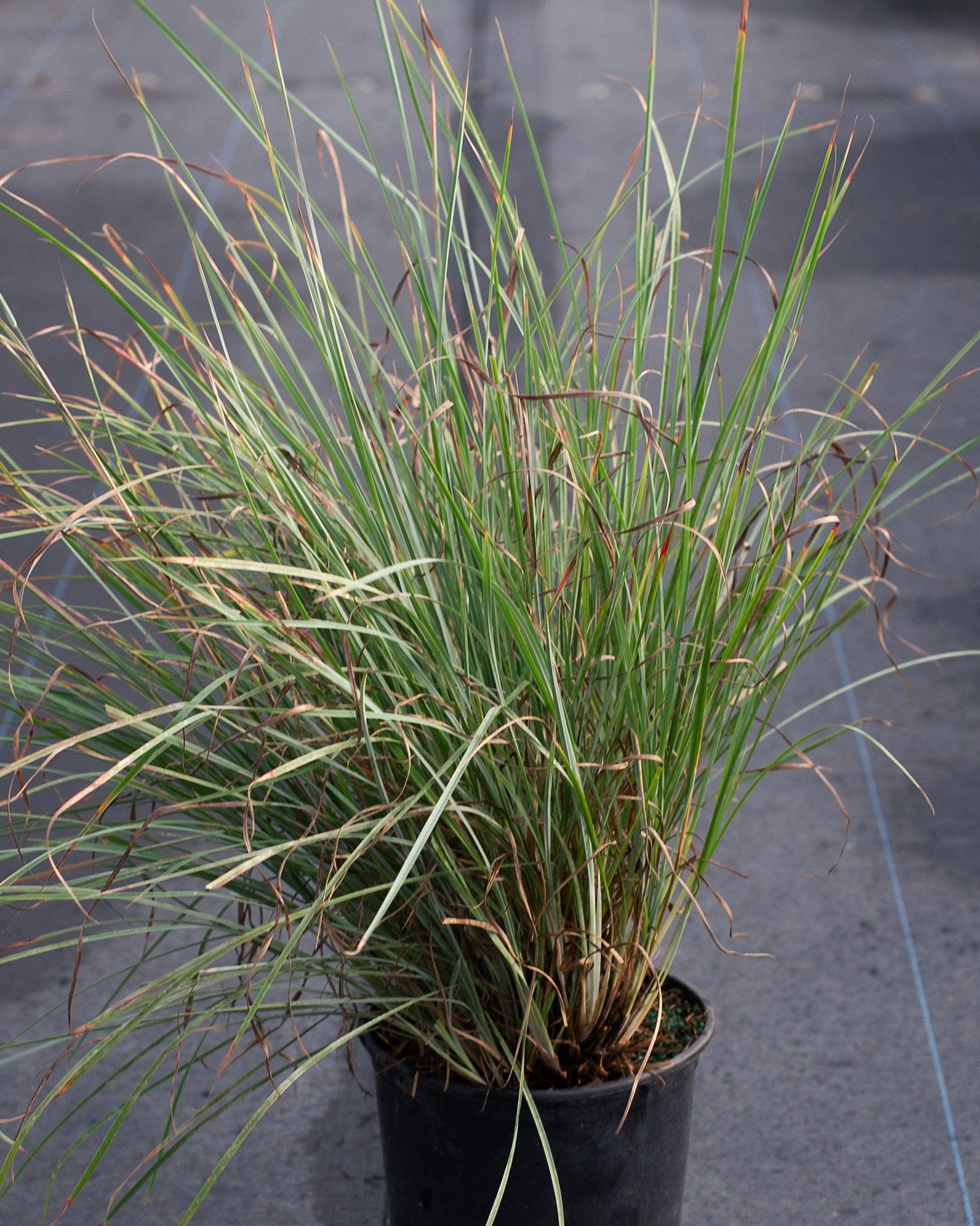 Little Bluestem Prairie Blues - view 5