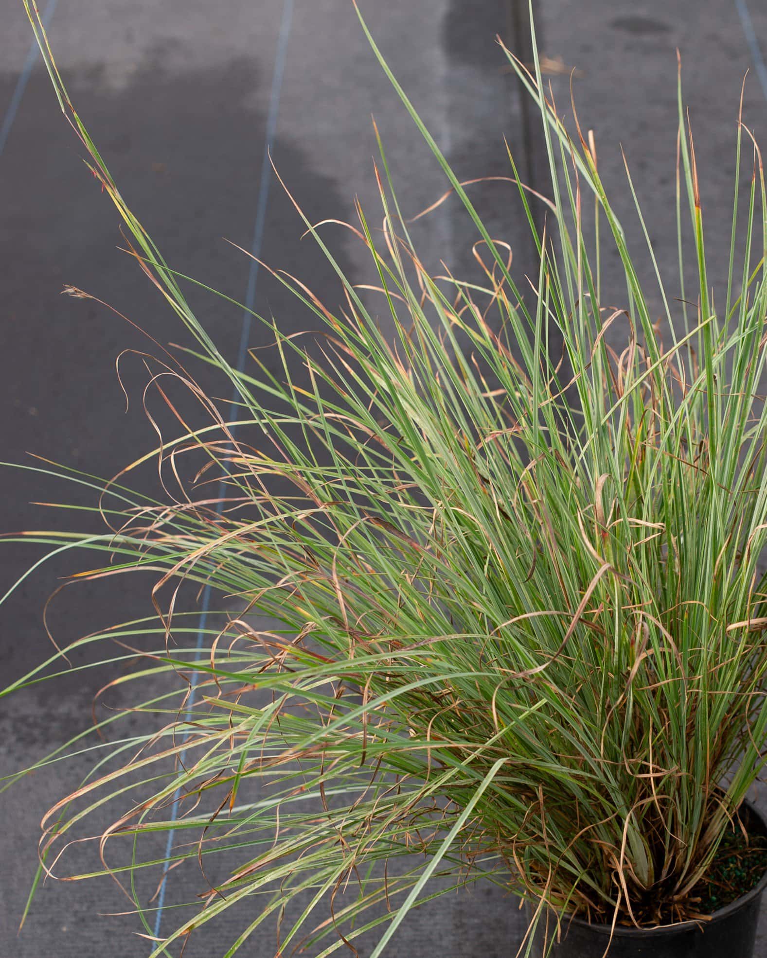 Little Bluestem Prairie Blues - Image 5