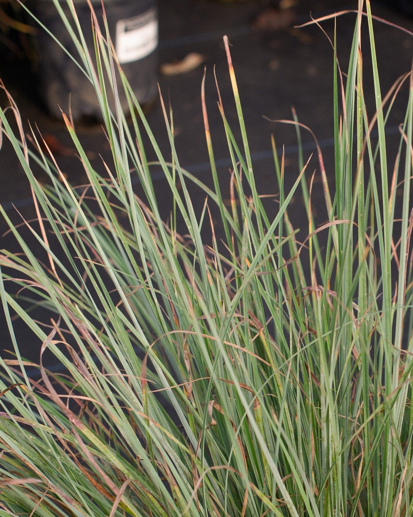 Little Bluestem Prairie Blues - view 4