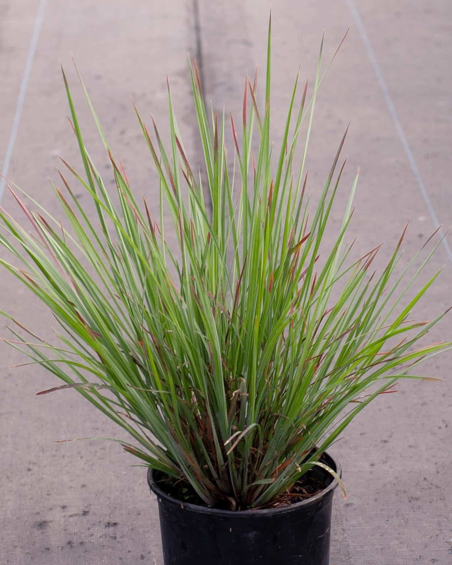 Little Bluestem Standing Ovation - Main Image
