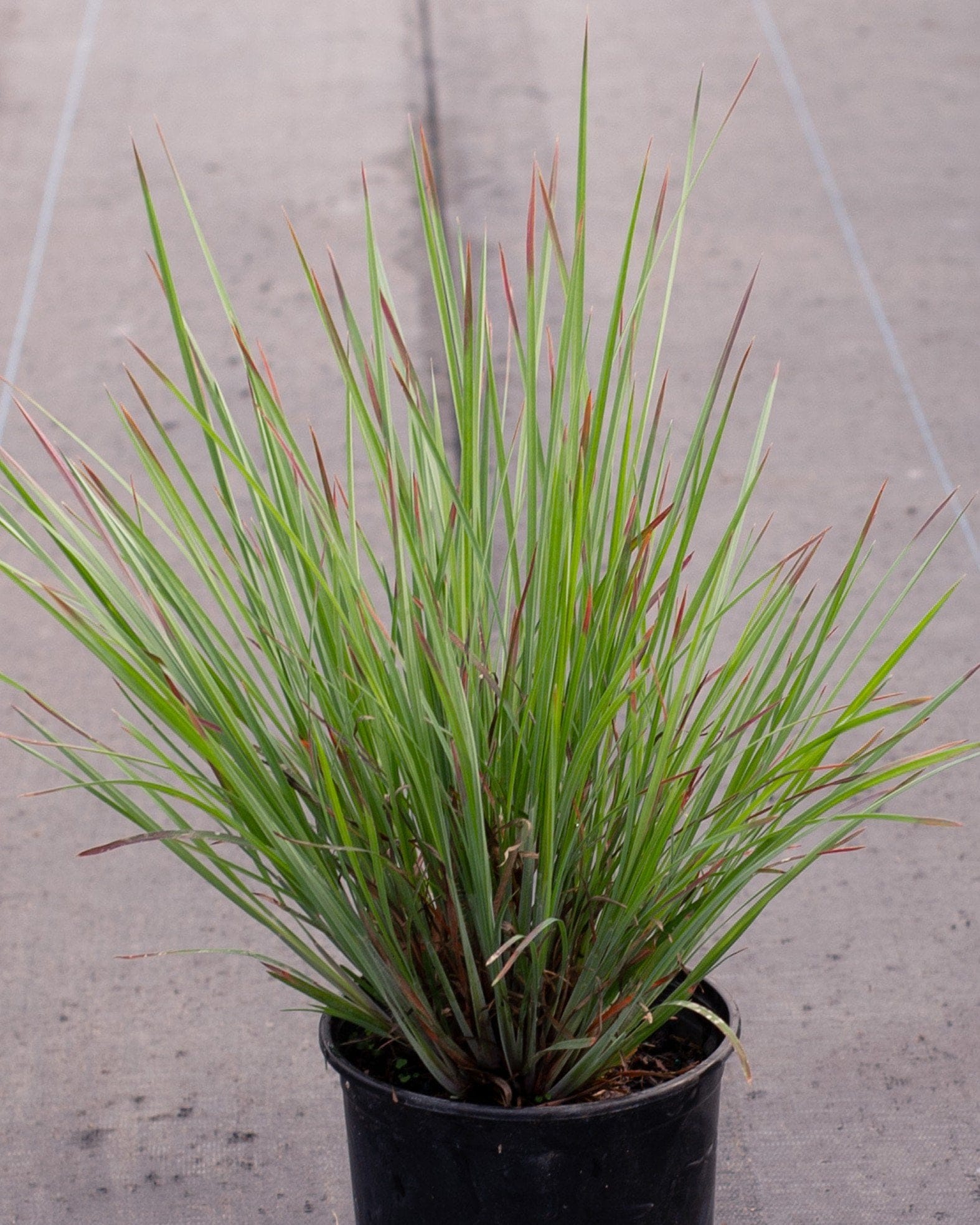 Little Bluestem Standing Ovation