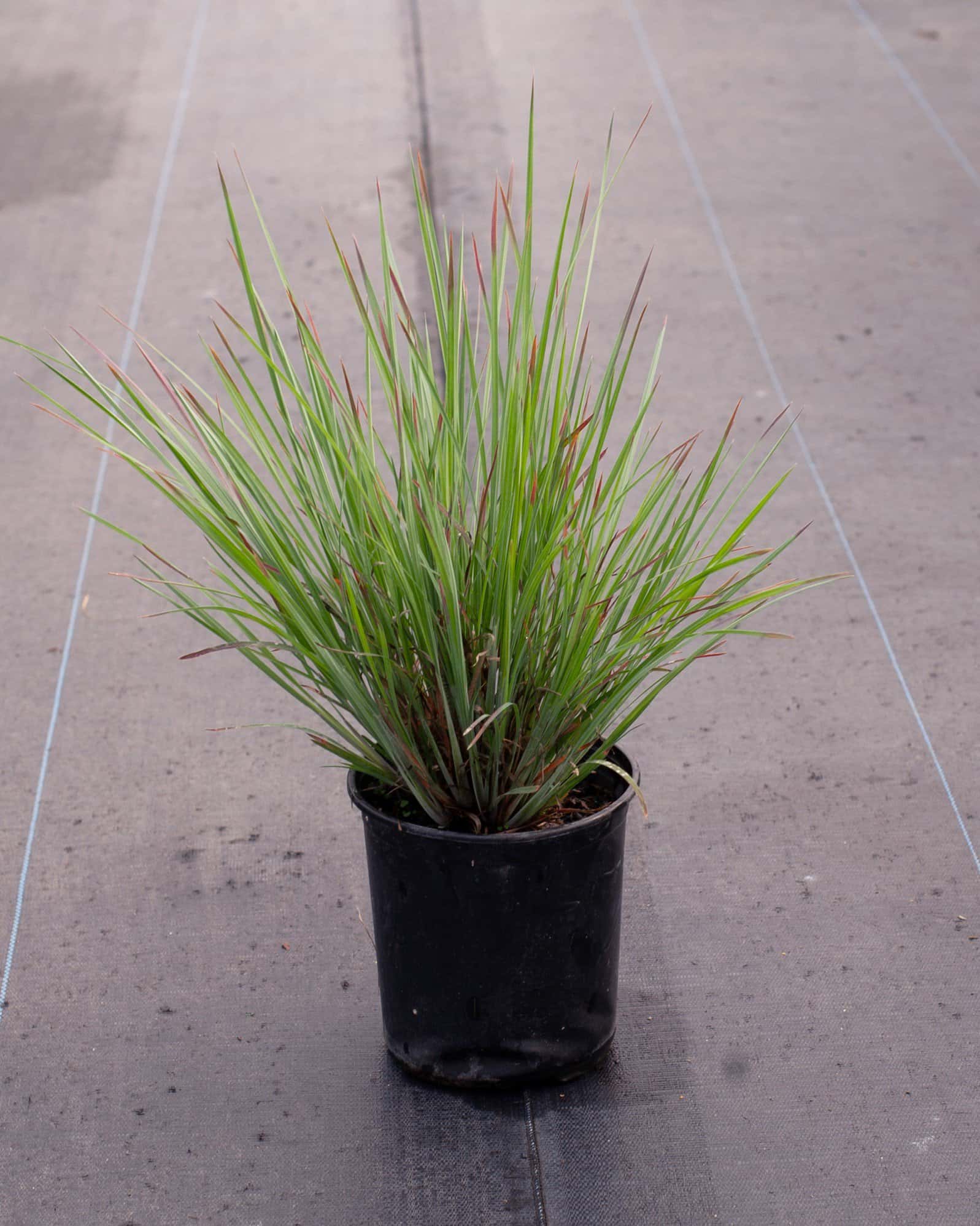 Little Bluestem Standing Ovation - Image 1