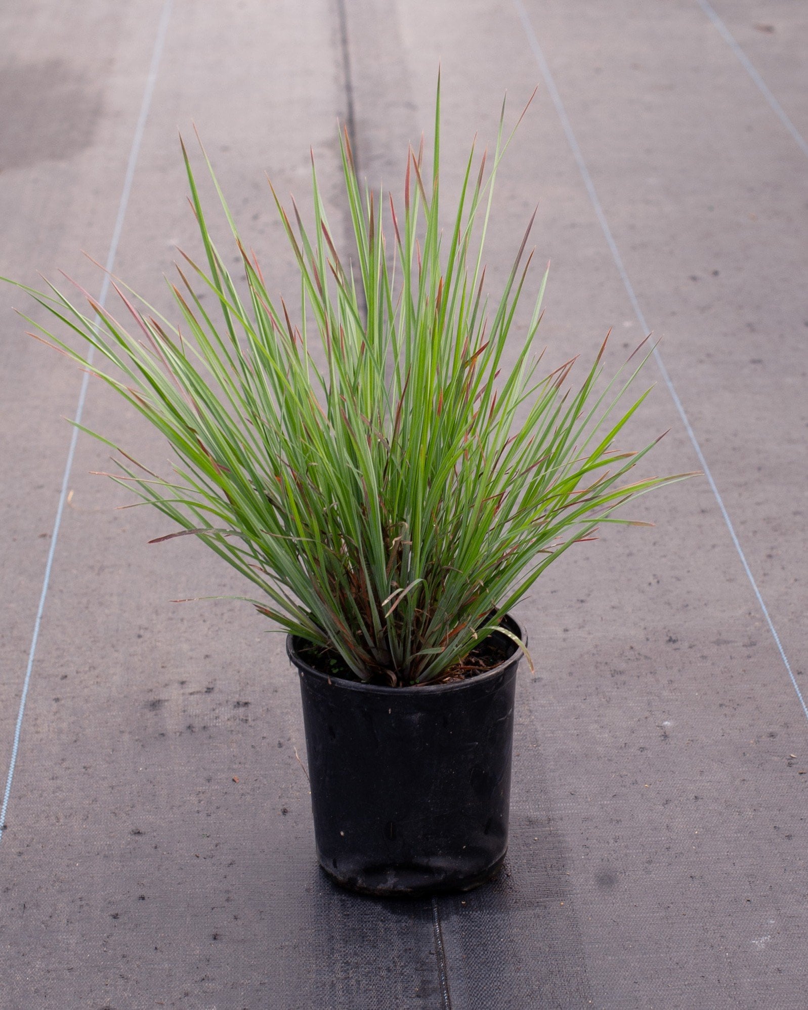 Little Bluestem Standing Ovation - Image 1