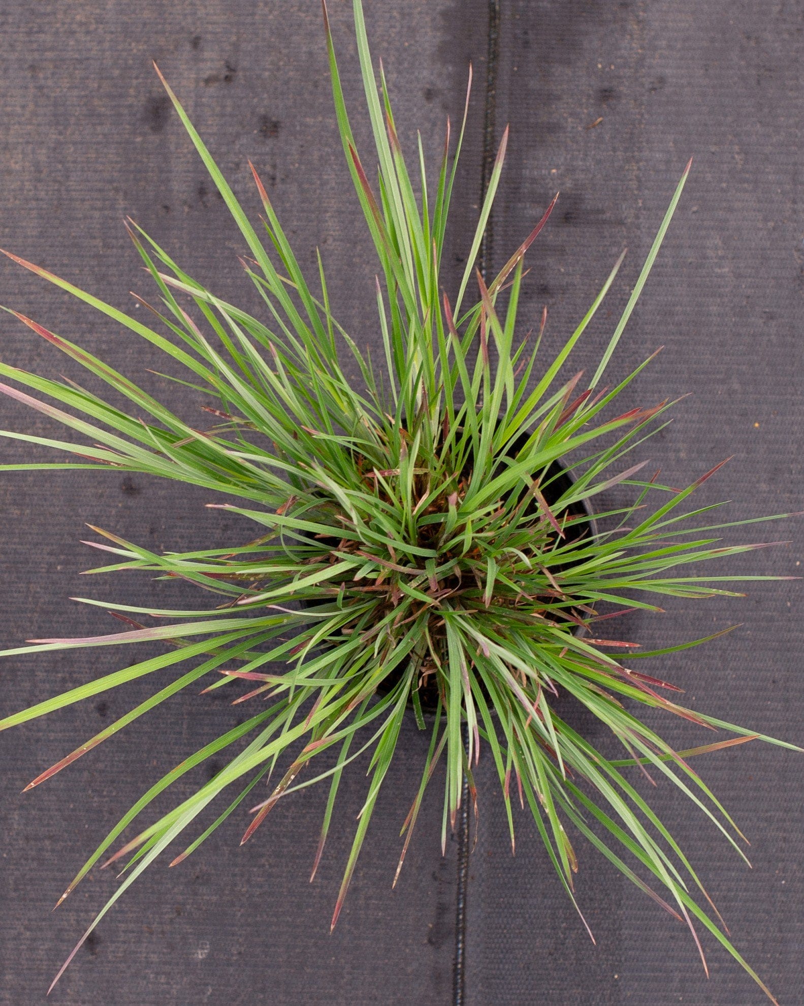 Little Bluestem Standing Ovation - view 4