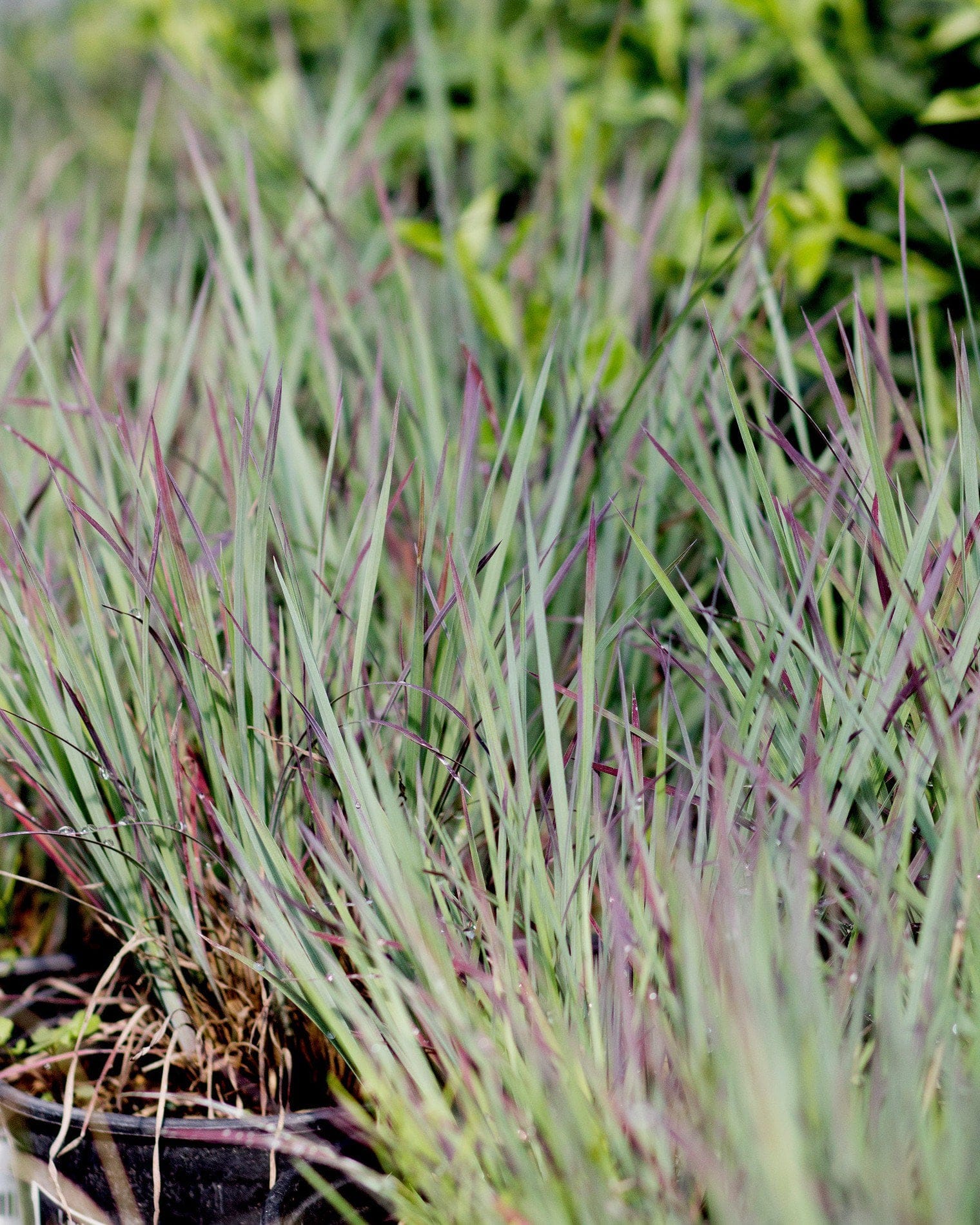 Little Bluestem Standing Ovation - view 5