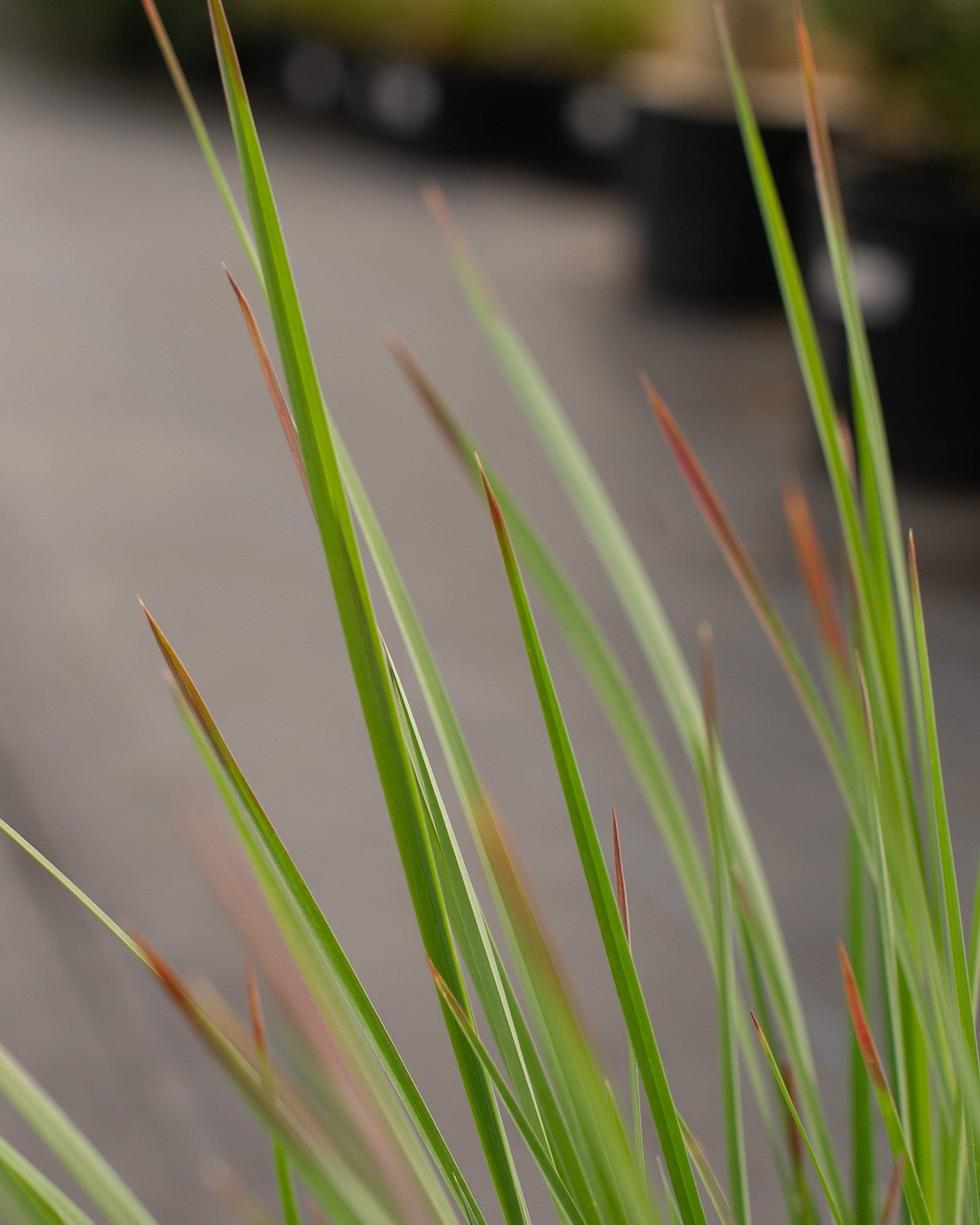 Little Bluestem Standing Ovation - view 2