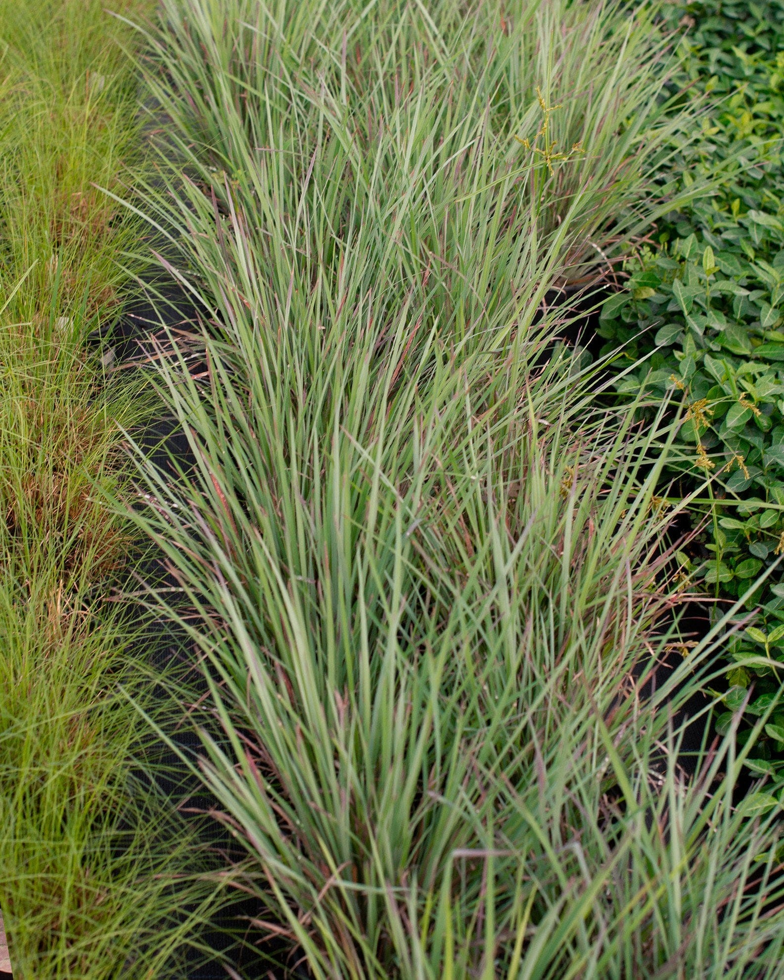 Little Bluestem Standing Ovation - view 3