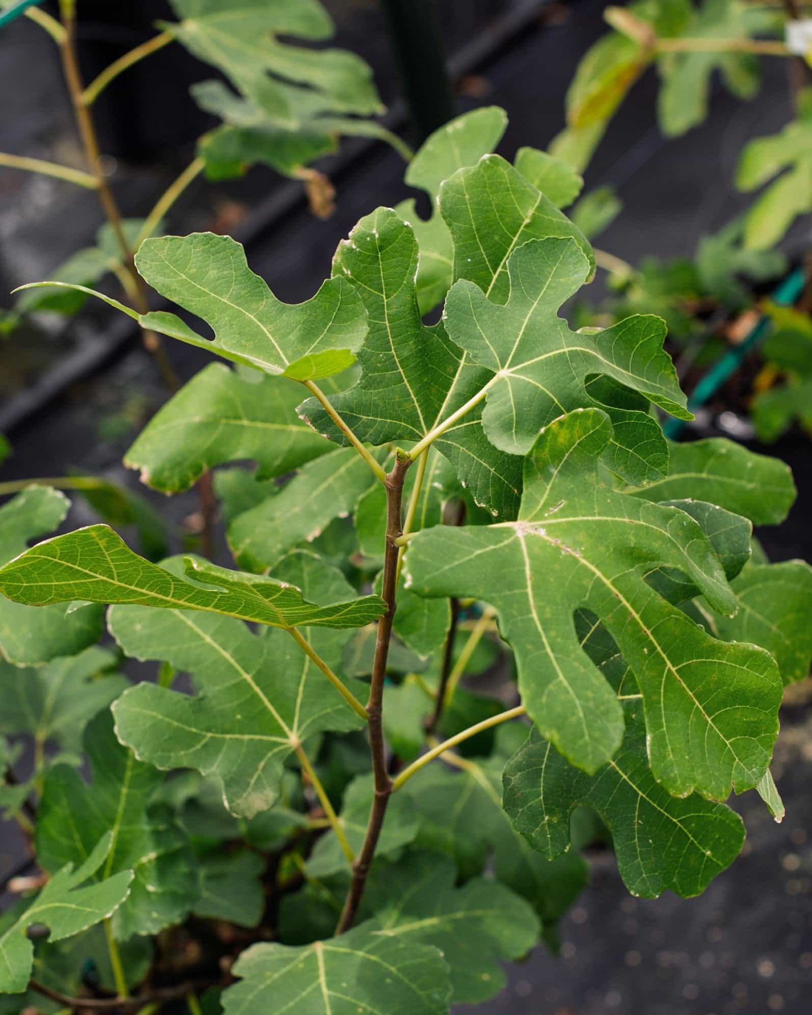 LSU Purple Fig - view 4
