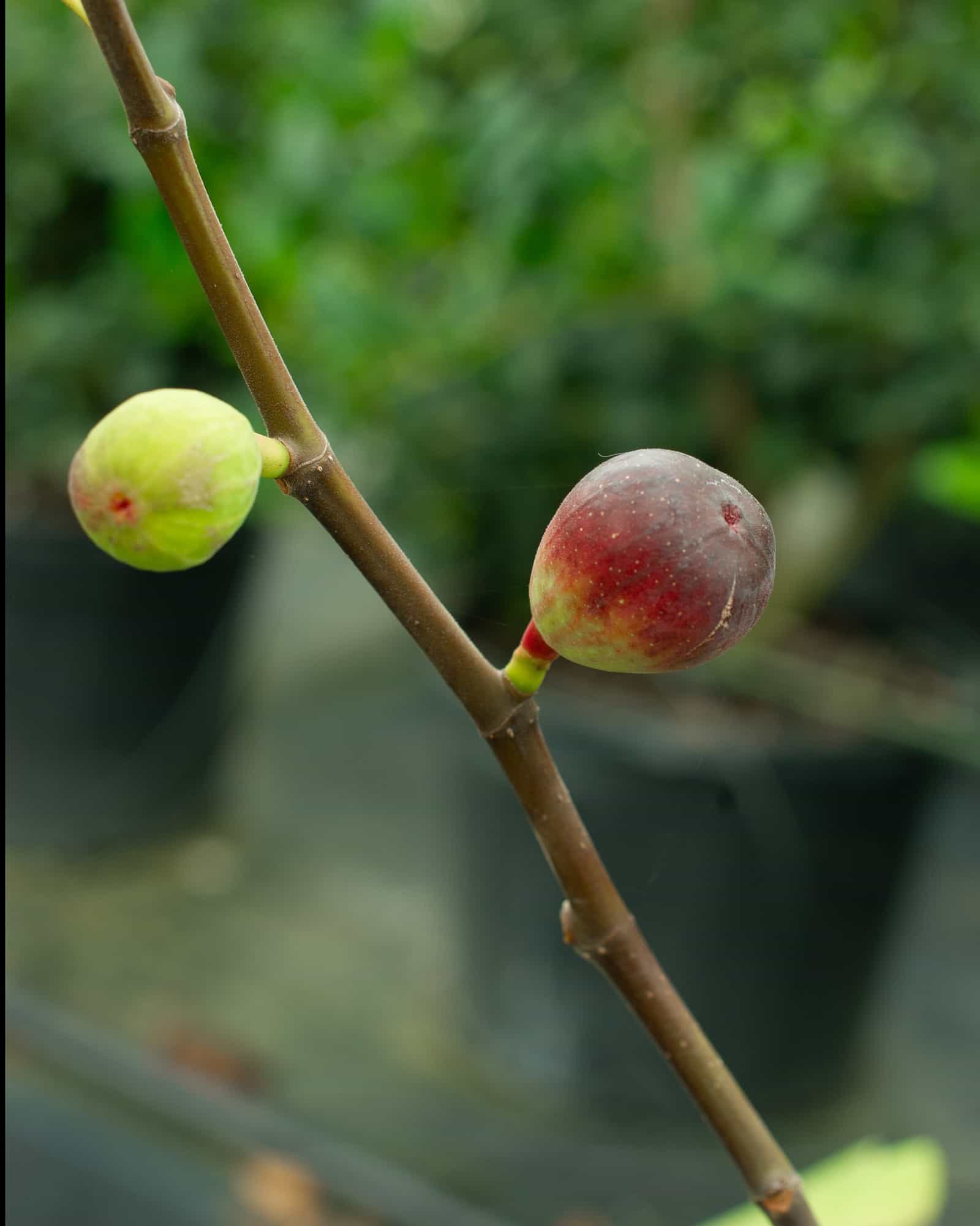 LSU Purple Fig - view 3