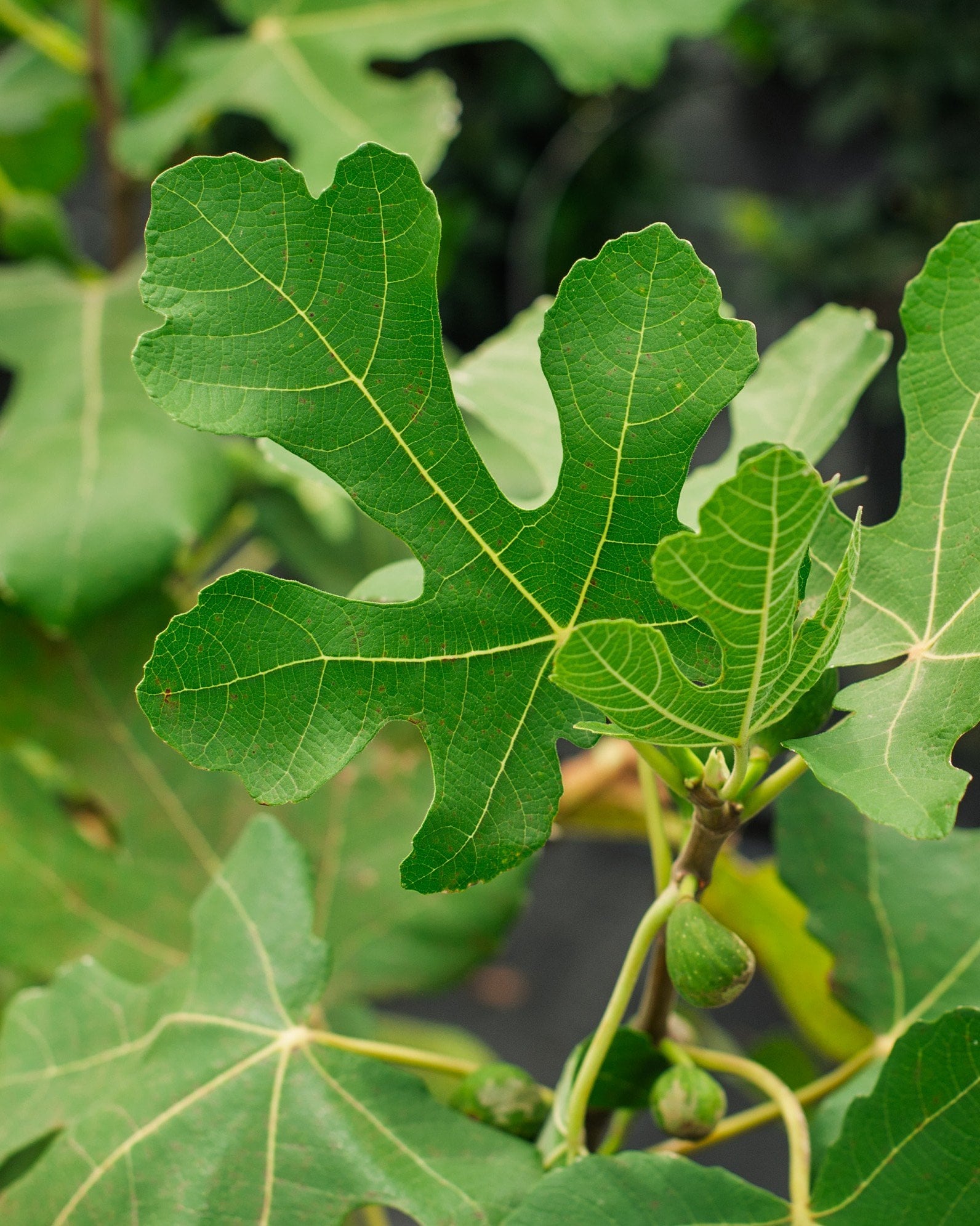 LSU Purple Fig - Image 1