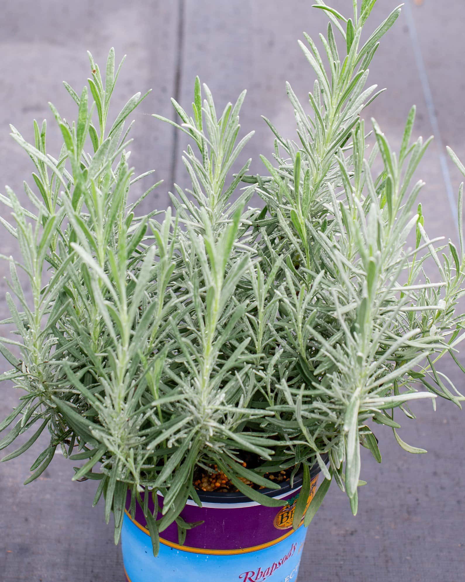 Phenomenal Lavender - Main Image