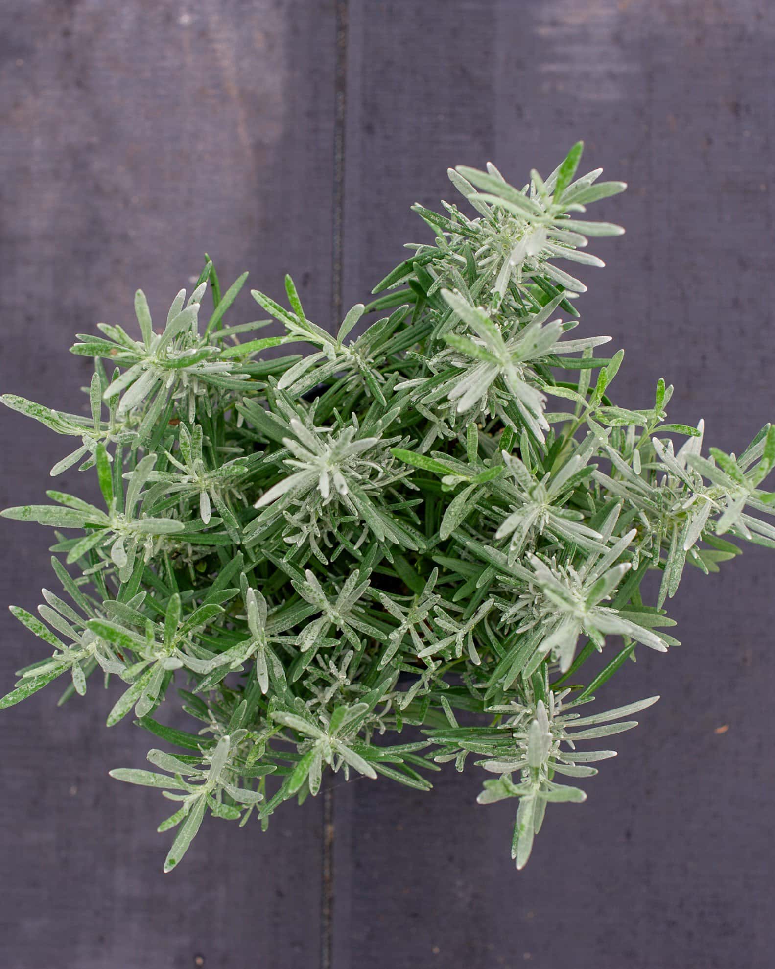 Phenomenal Lavender - Image 3