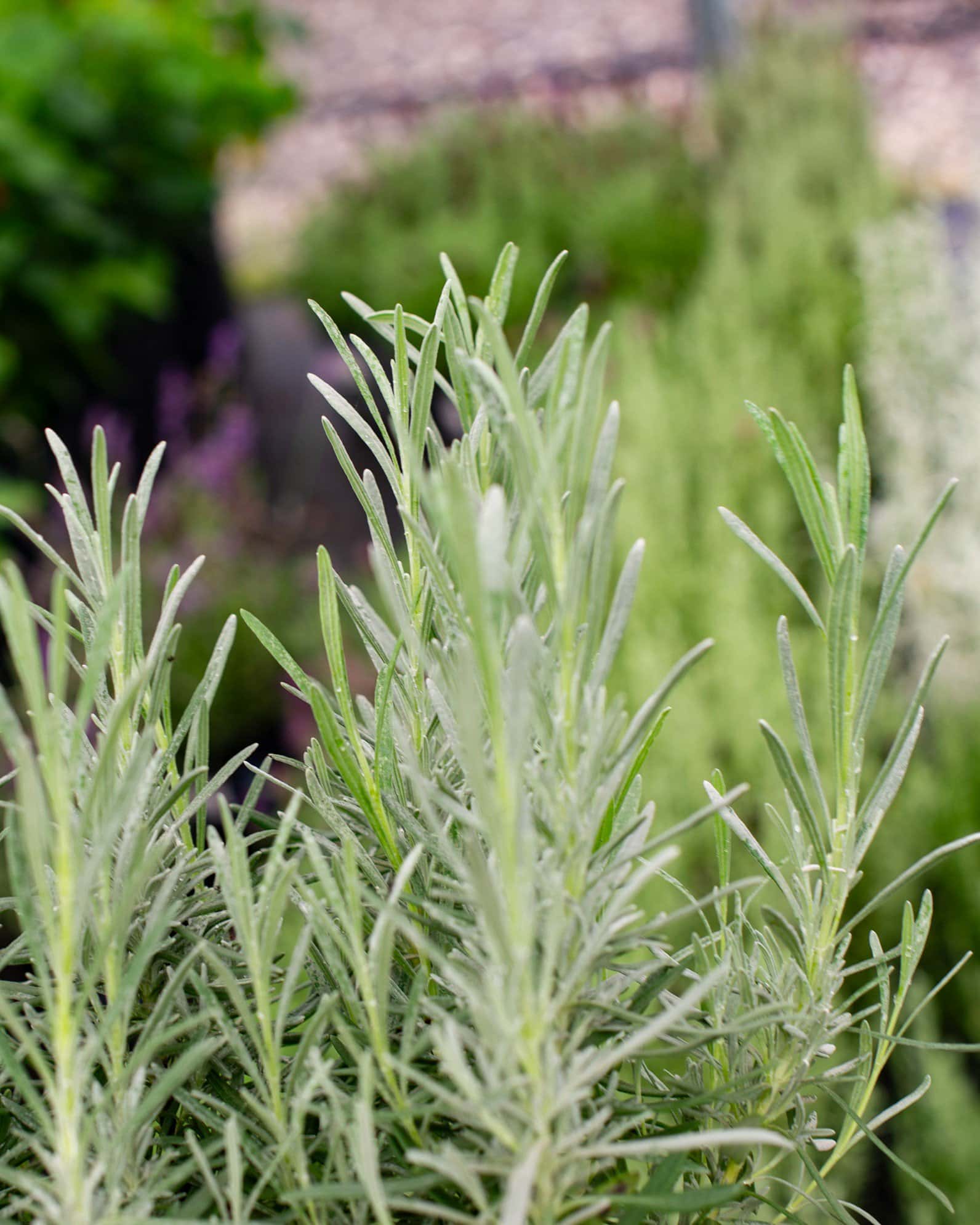 Phenomenal Lavender - Image 1