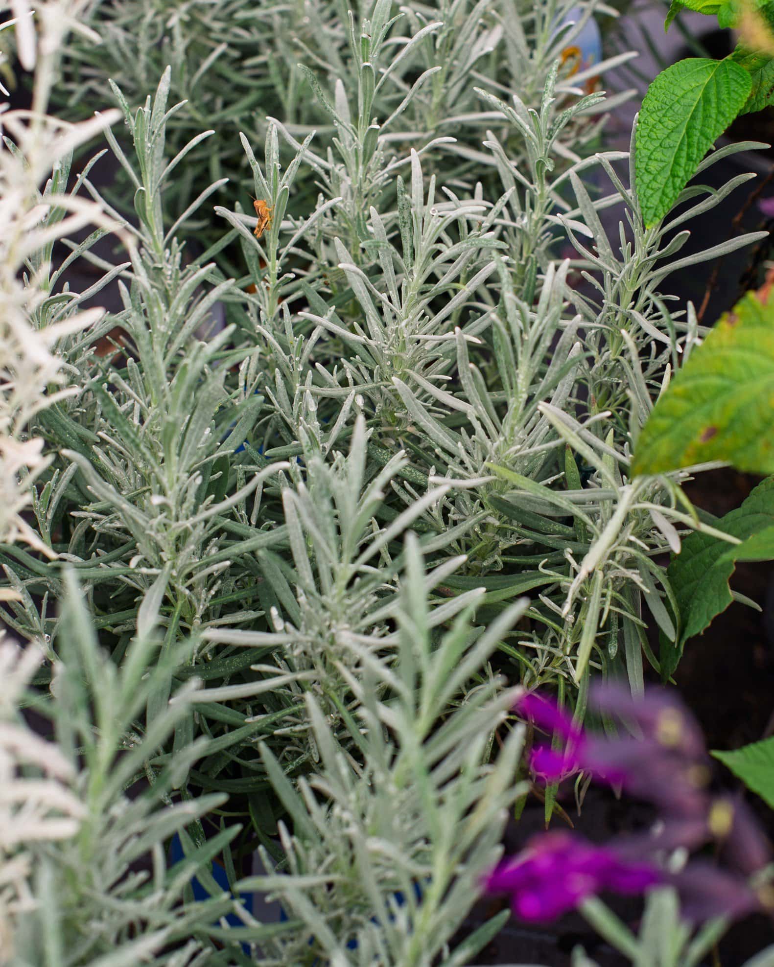 Phenomenal Lavender - Image 2