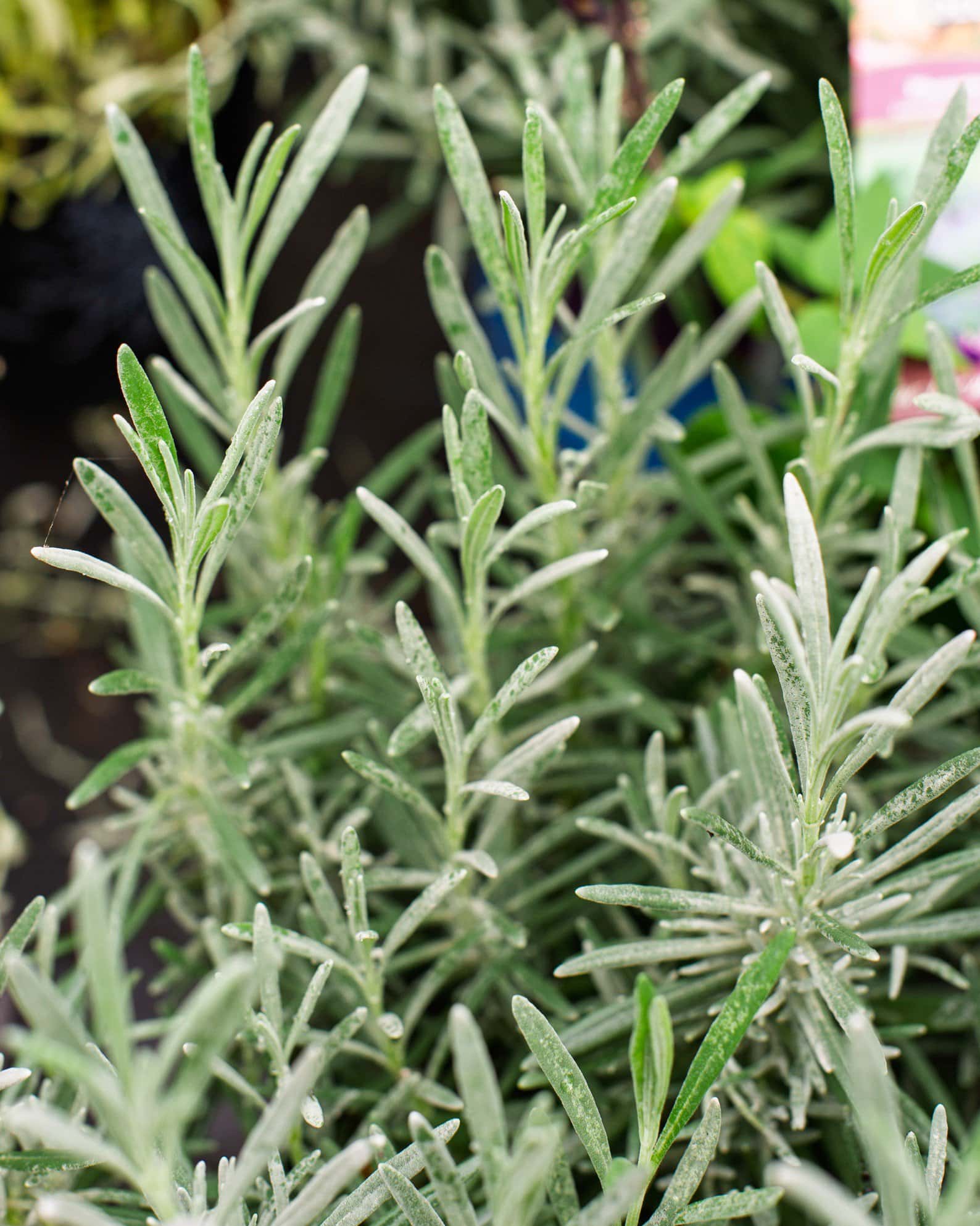 Phenomenal Lavender - Image 4