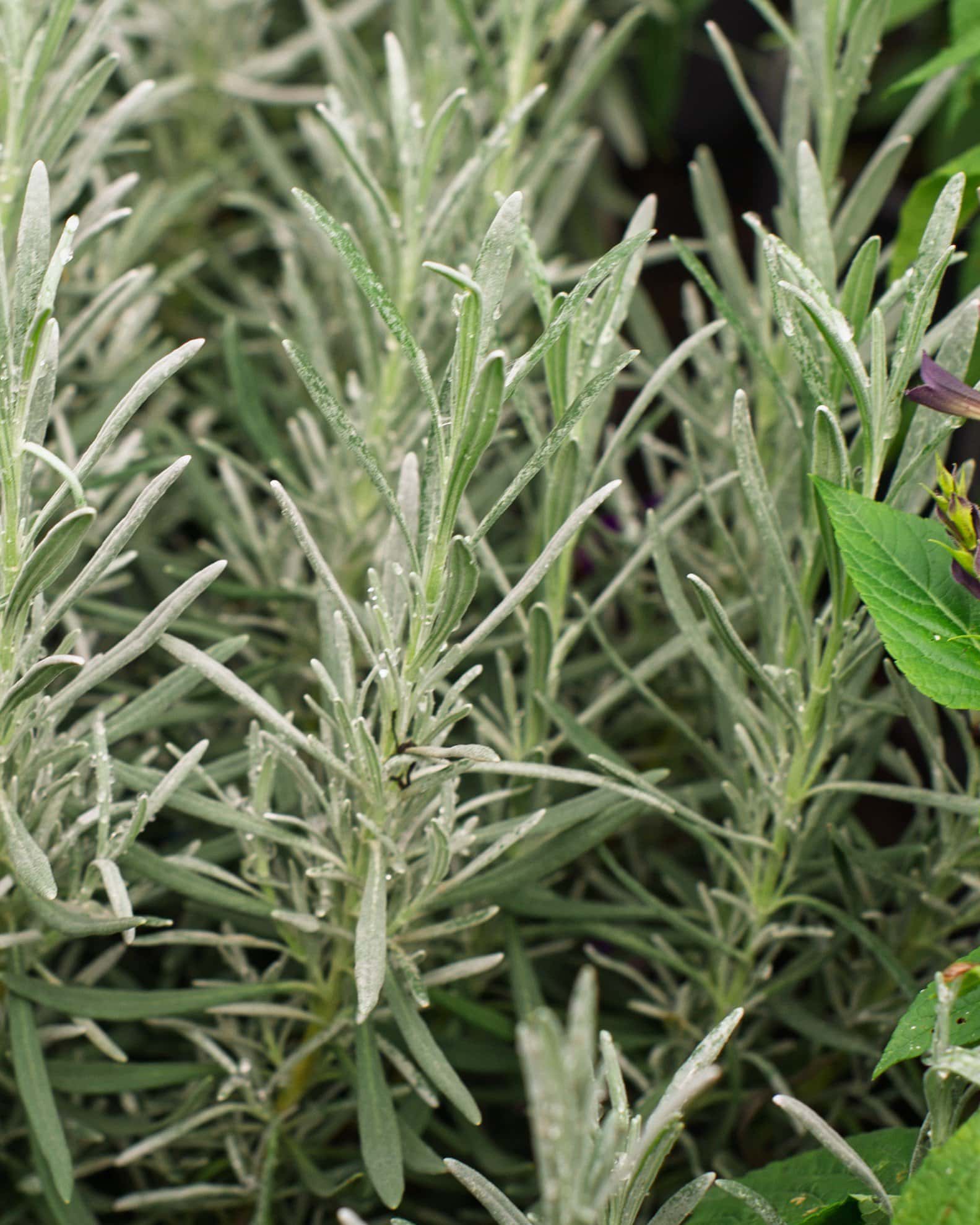 Phenomenal Lavender - Image 5