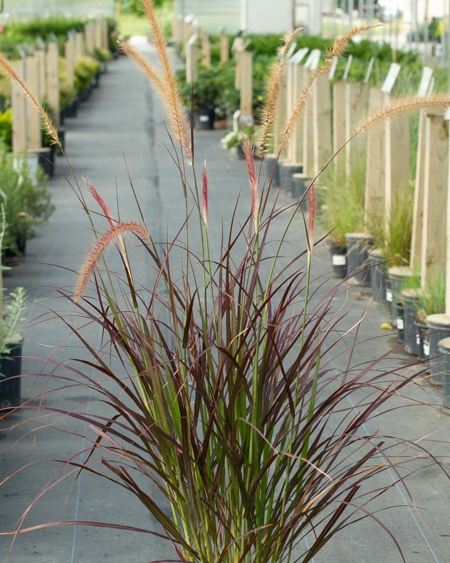 Purple Fountain Grass - Main Image