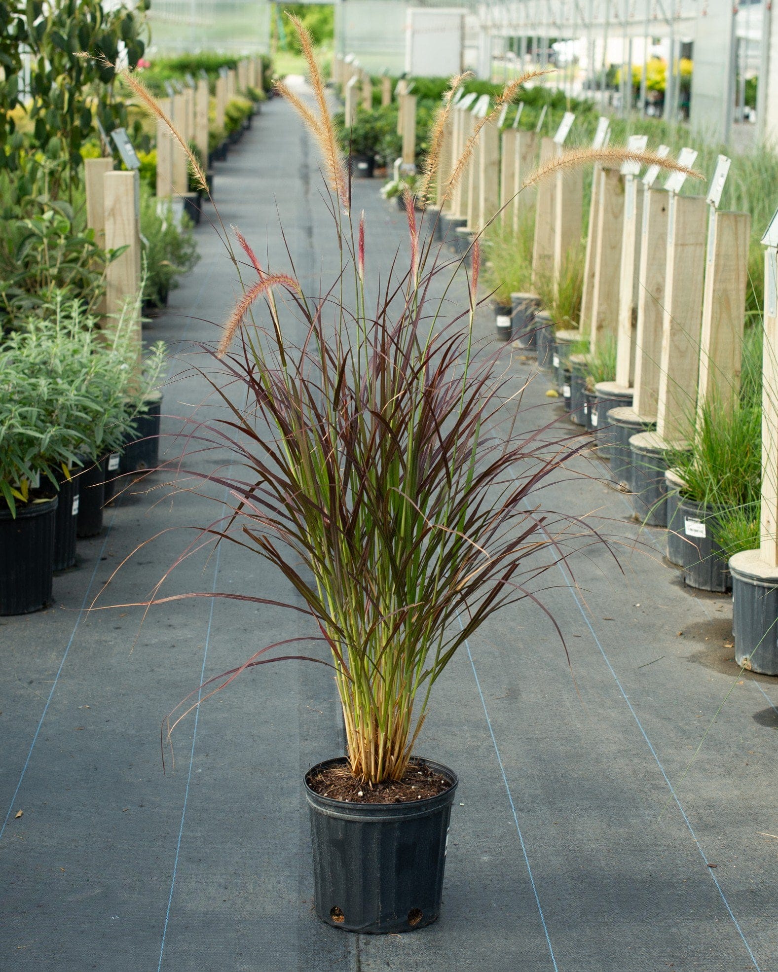 Purple Fountain Grass - view 5