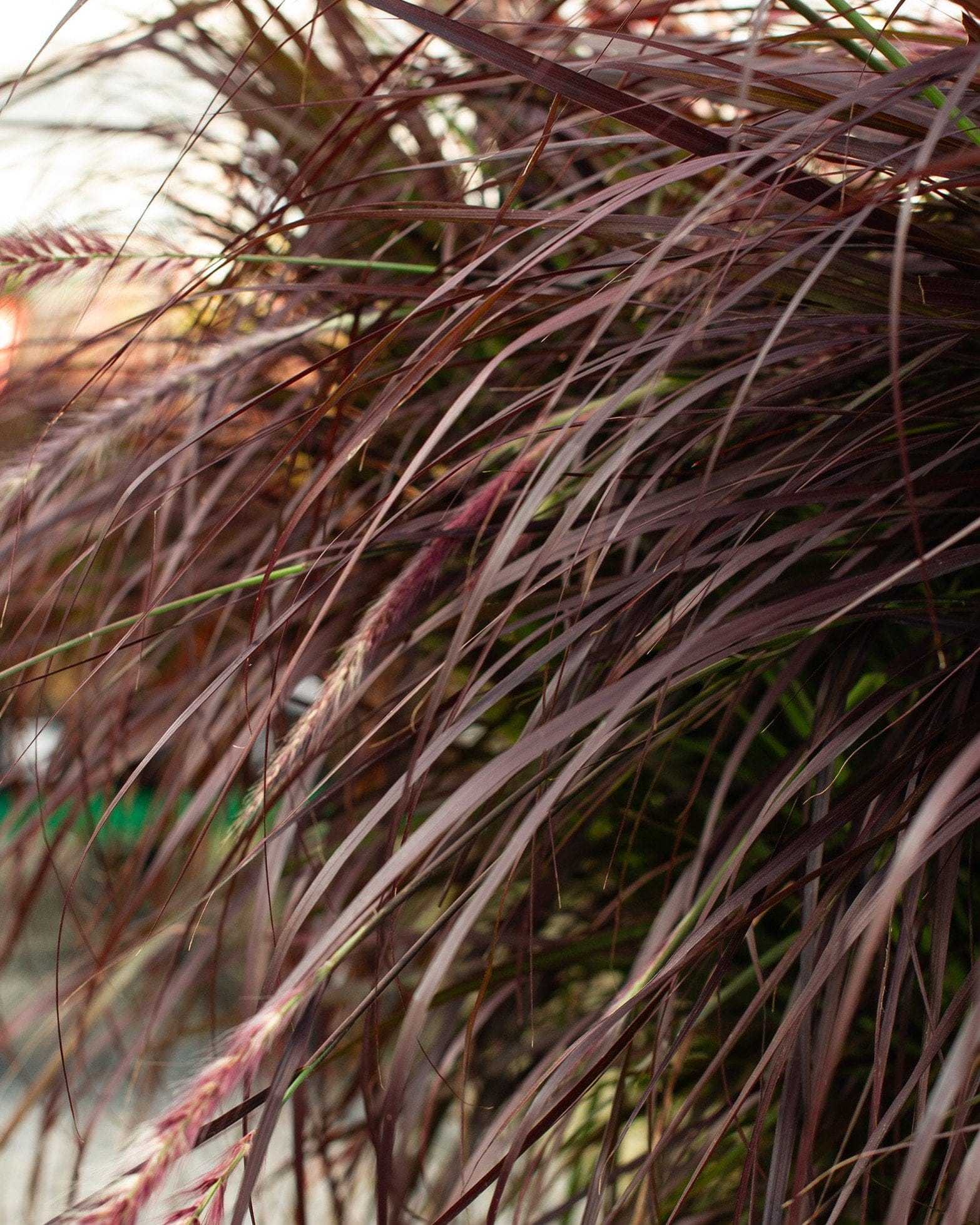 Purple Fountain Grass - view 2