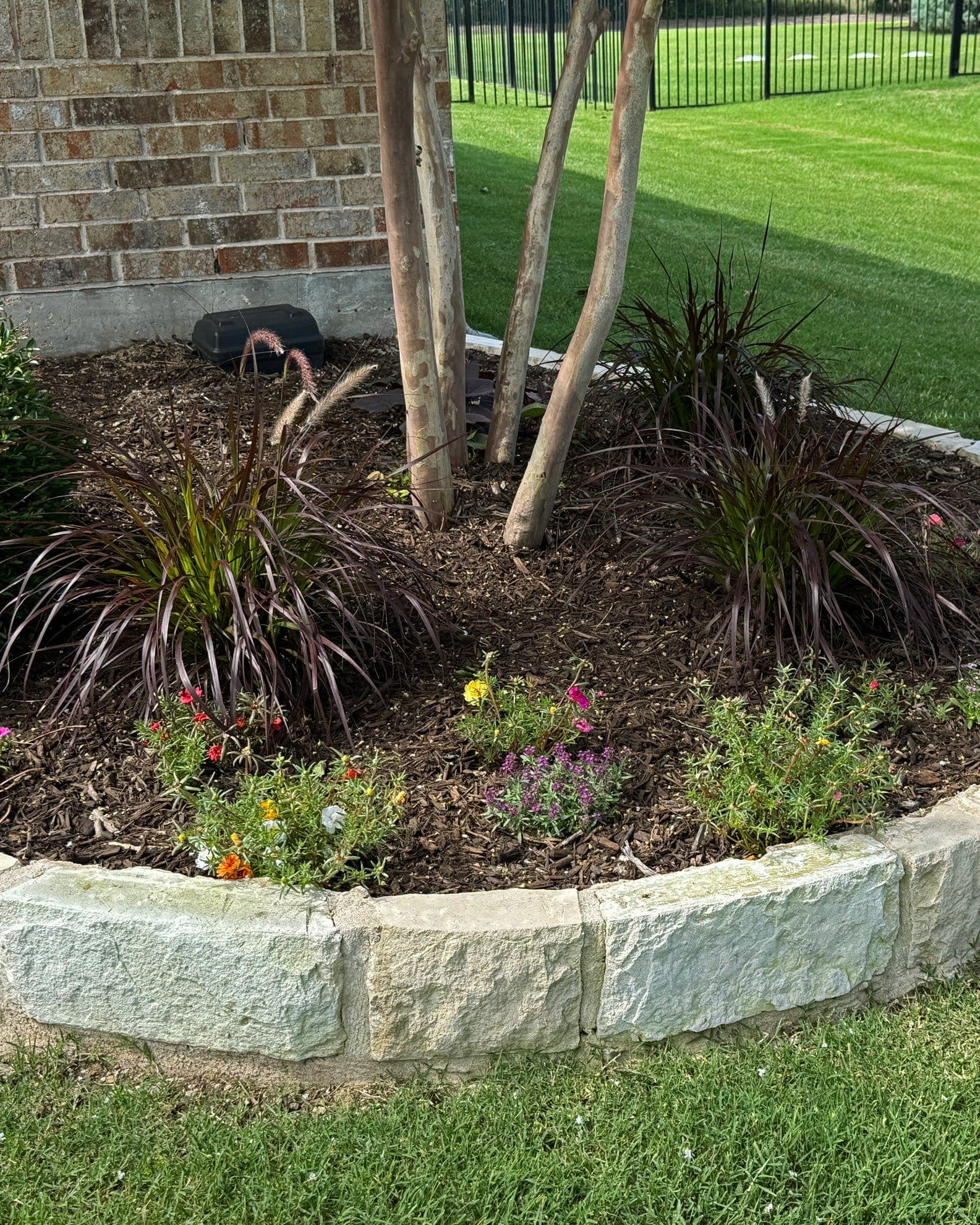 Purple Fountain Grass - view 3