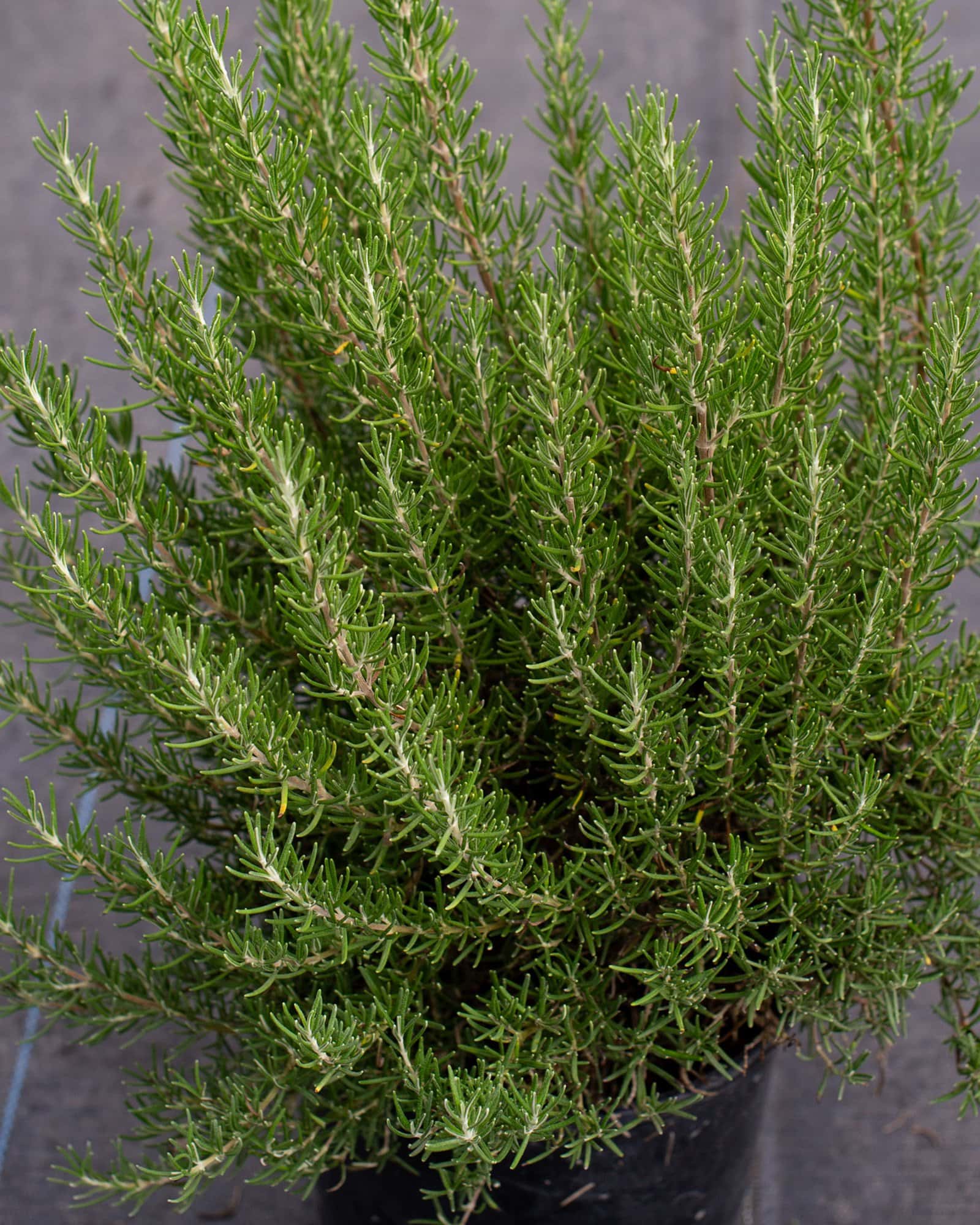 Roman Beauty Rosemary - Main Image