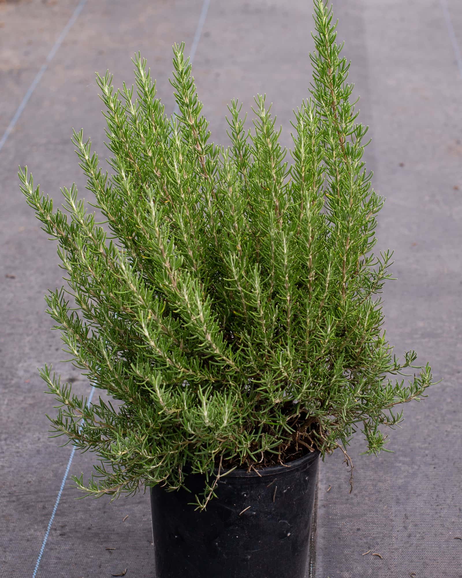 Roman Beauty Rosemary - Image 1