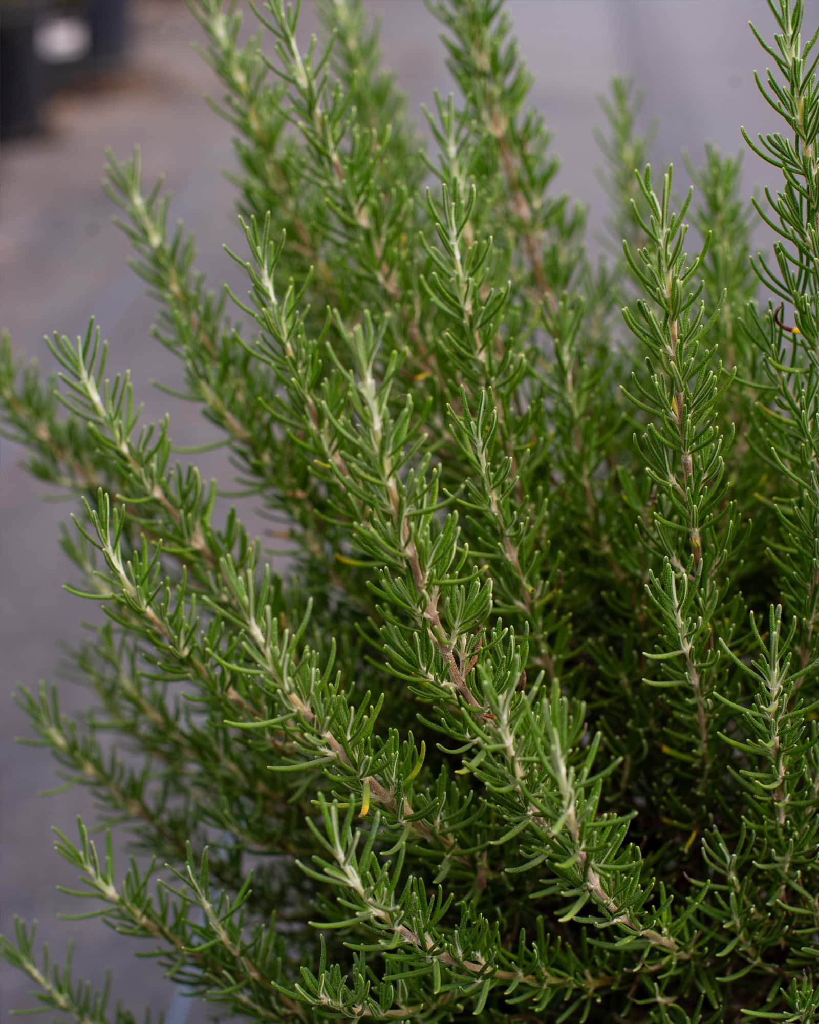 Roman Beauty Rosemary - Image 5