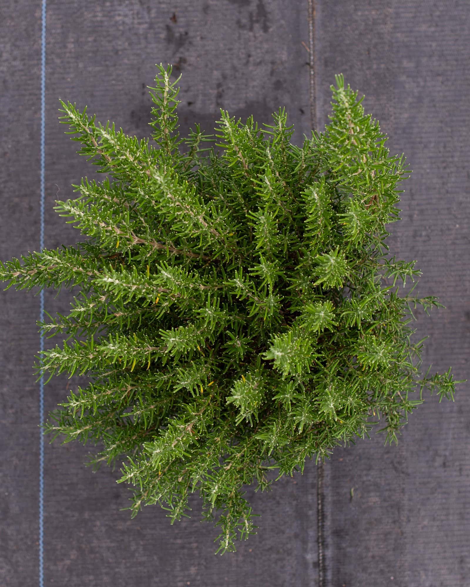 Roman Beauty Rosemary - Image 3