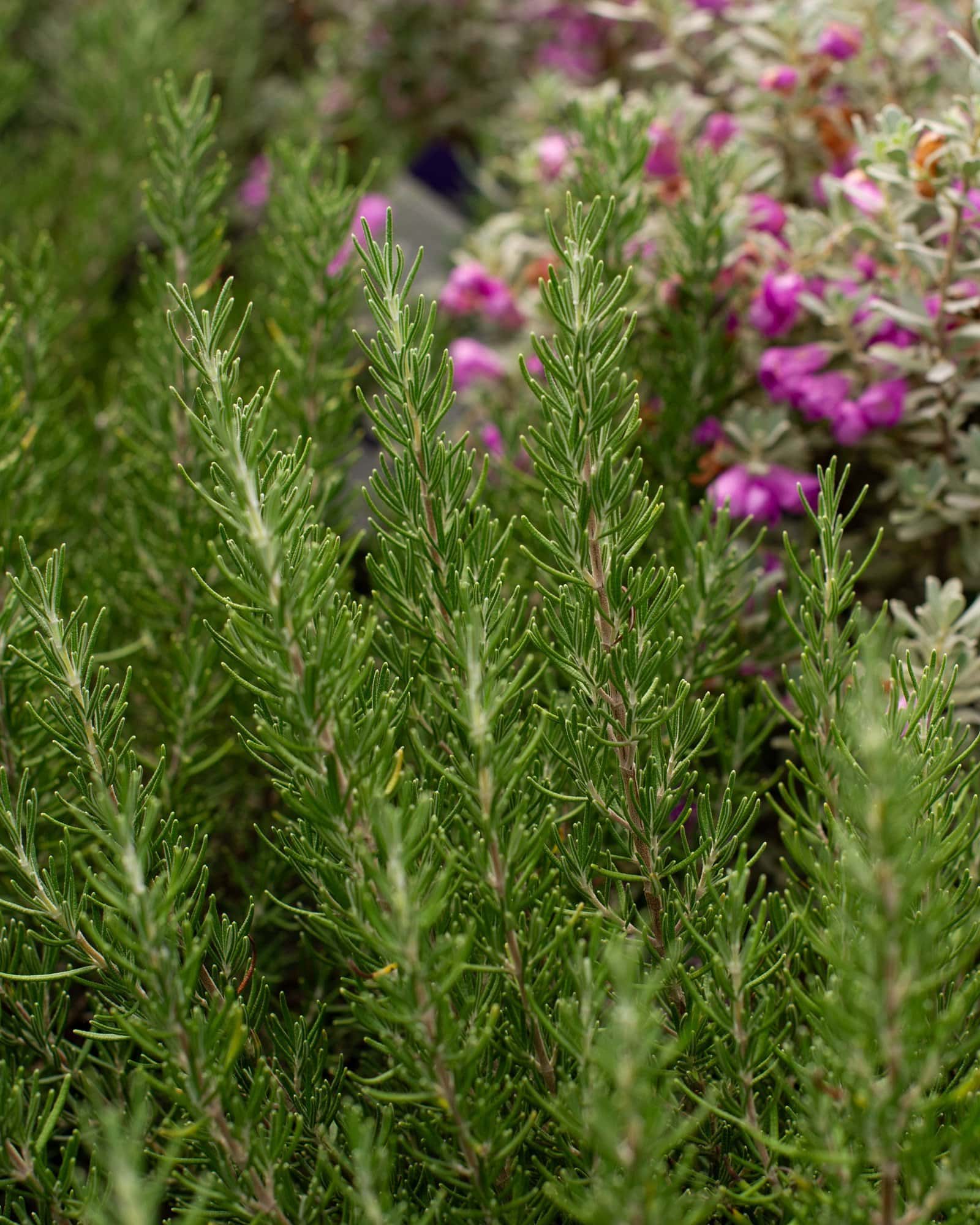 Roman Beauty Rosemary - Image 2
