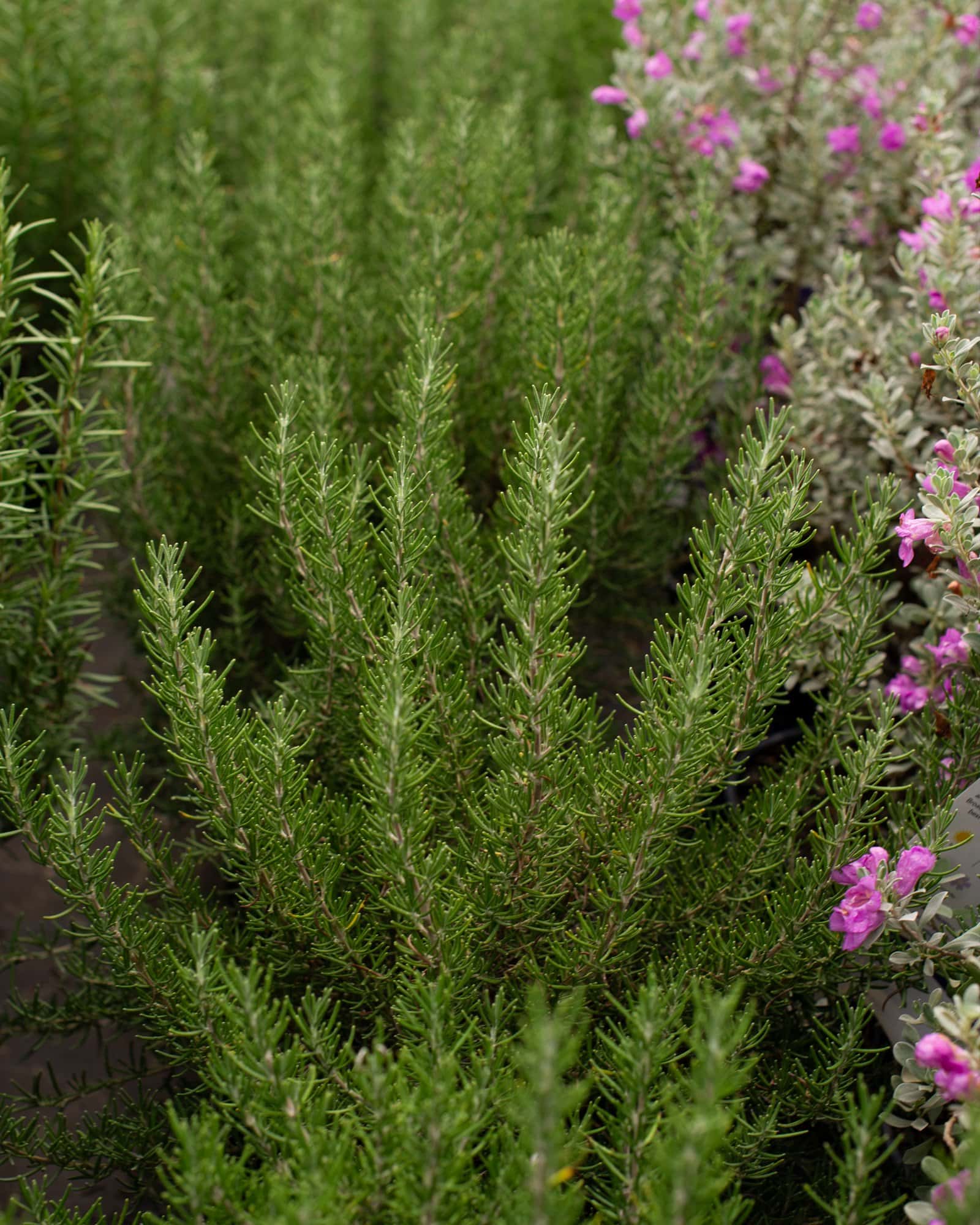 Roman Beauty Rosemary - Image 4
