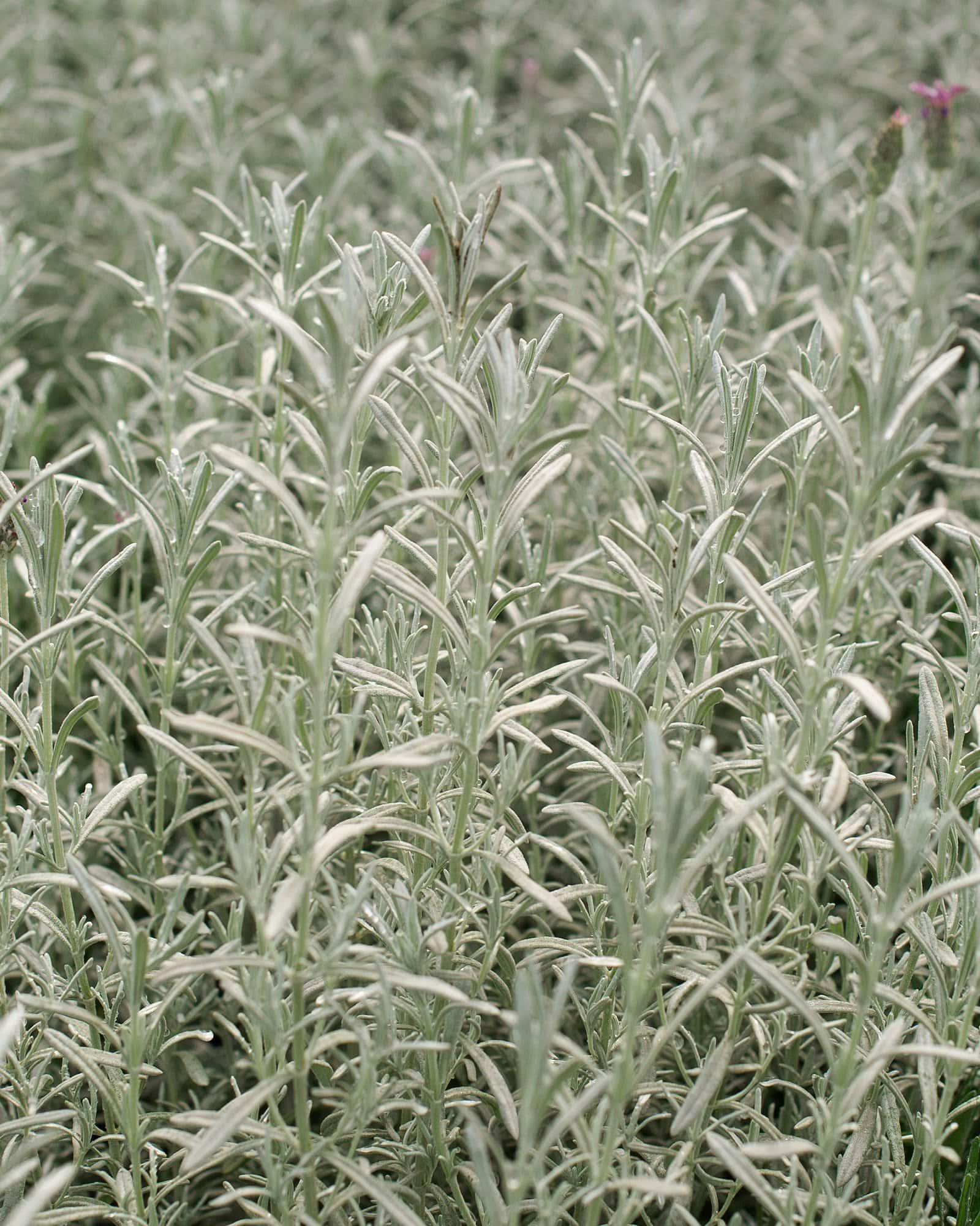 Silver Anouk Lavender - Main Image