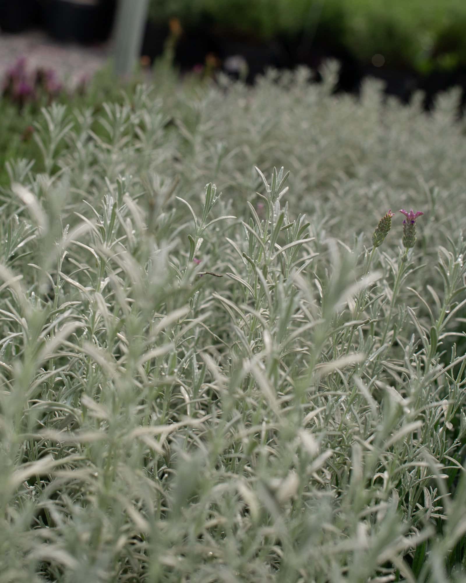 Silver Anouk Lavender - Image 1