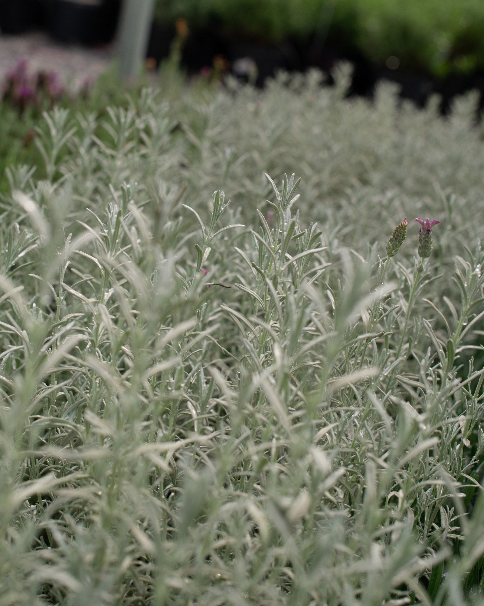 Silver Anouk Lavender - Image 1