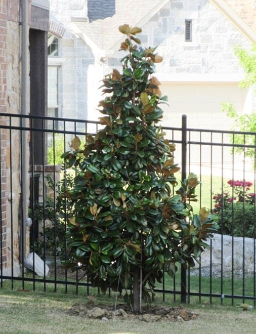 Teddy Bear Magnolia - view 5