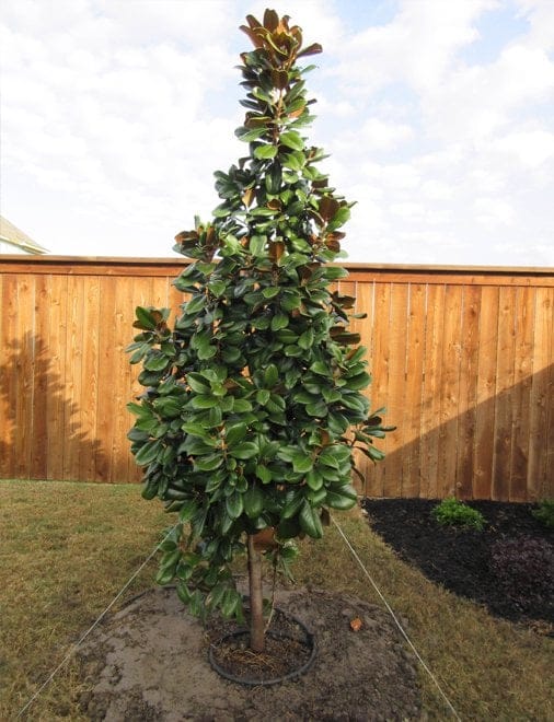 Teddy Bear Magnolia - view 4