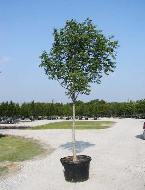 Texas Ash - Main Image