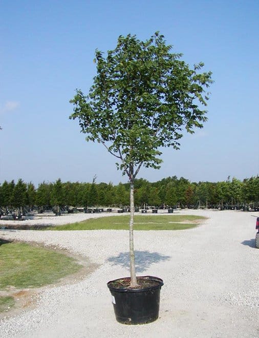 Texas Ash - Main Image