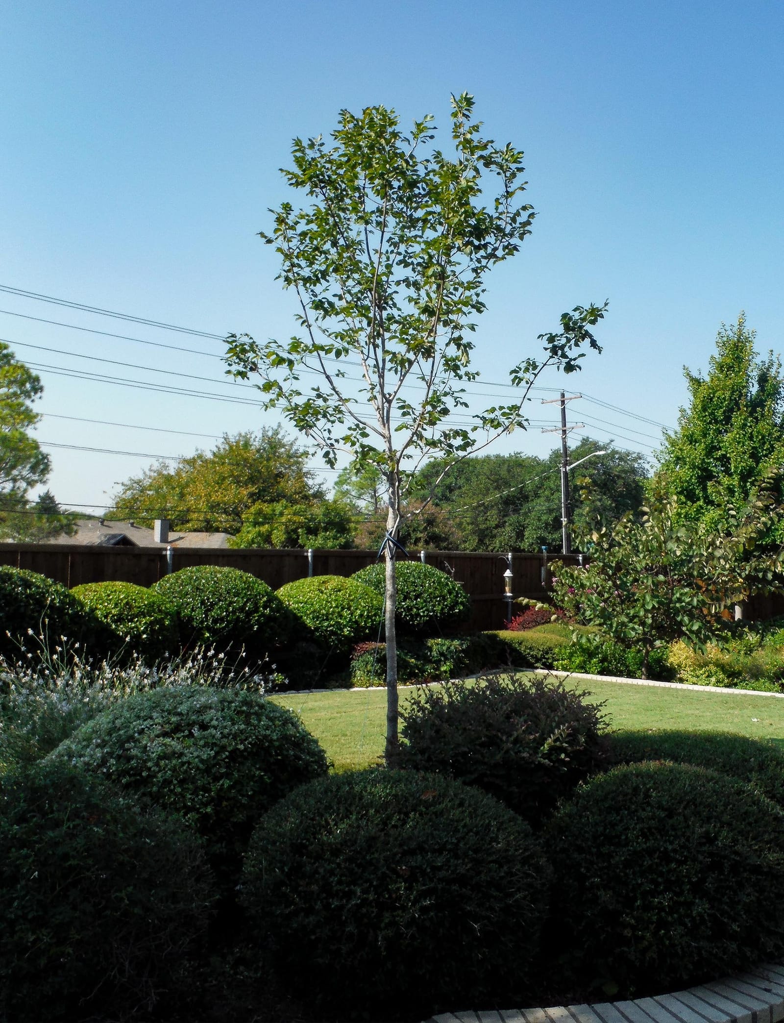 Texas Ash - view 2