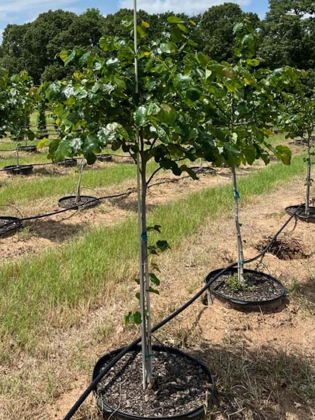 Texas Redbud - Main Image