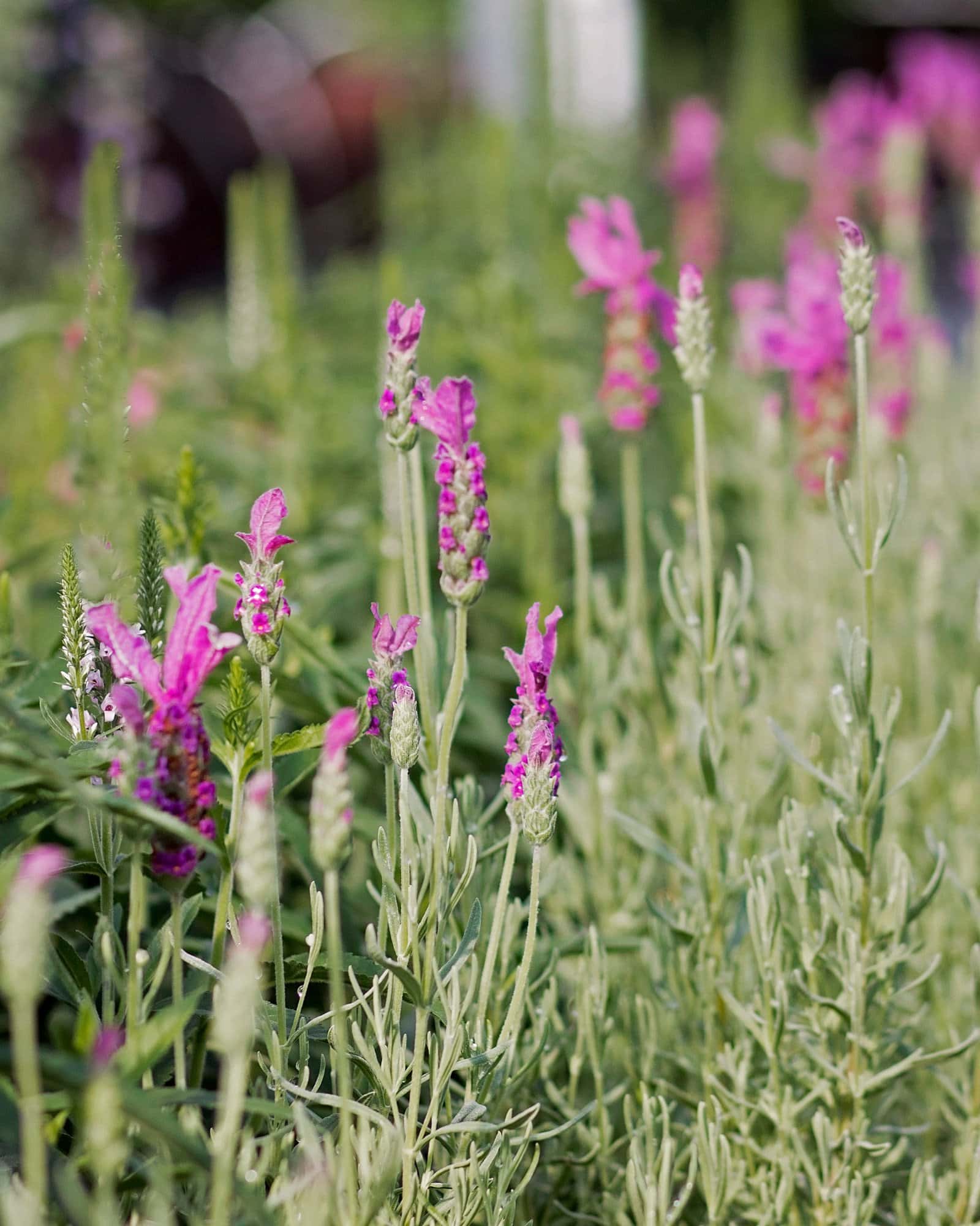 The Princess Spanish Lavender - Image 2