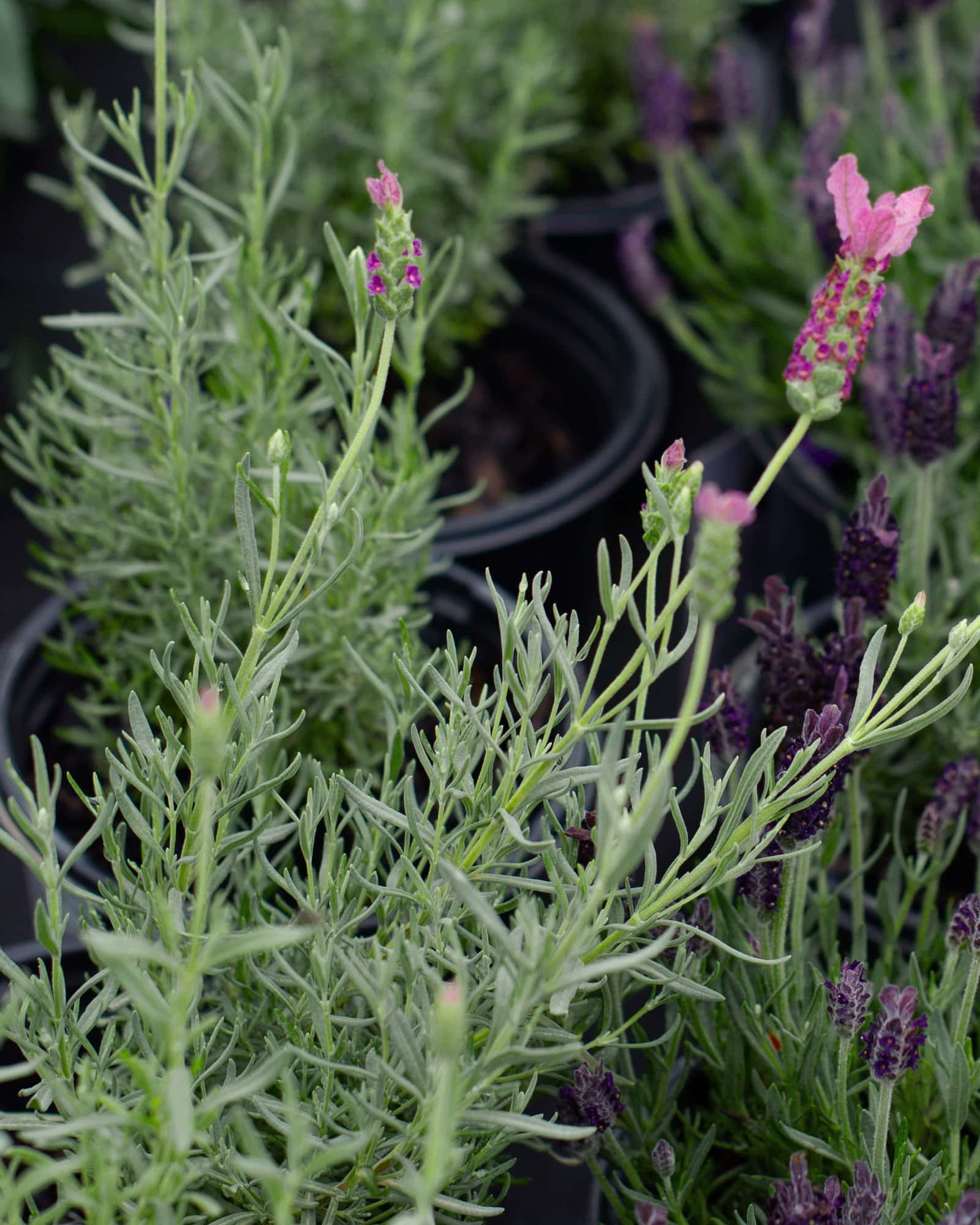The Princess Spanish Lavender - Image 3