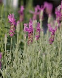 The Princess Spanish Lavender thumbnail 1