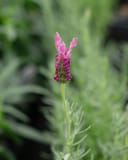 The Princess Spanish Lavender thumbnail 2