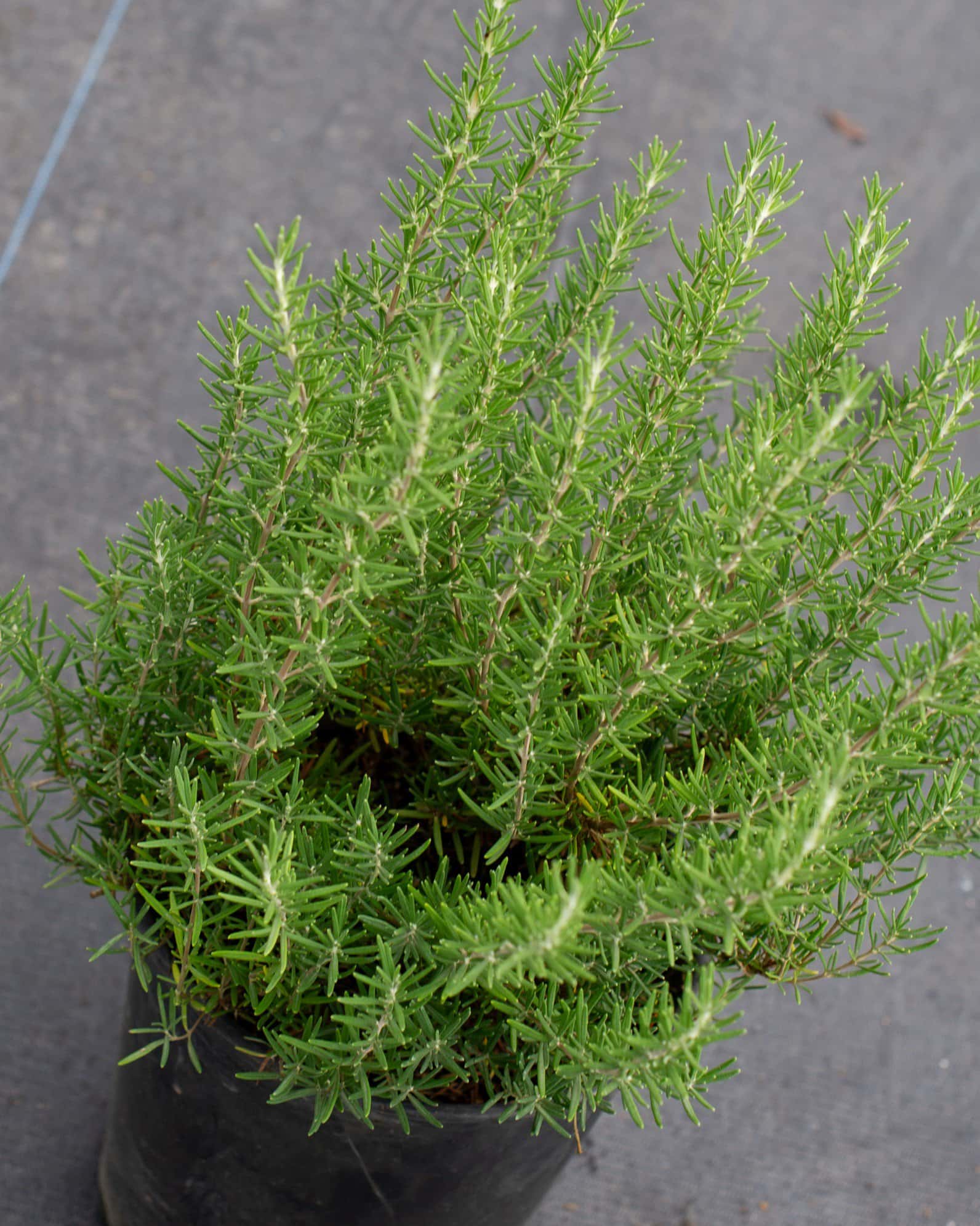 Tuscan Blue Rosemary - Image 3